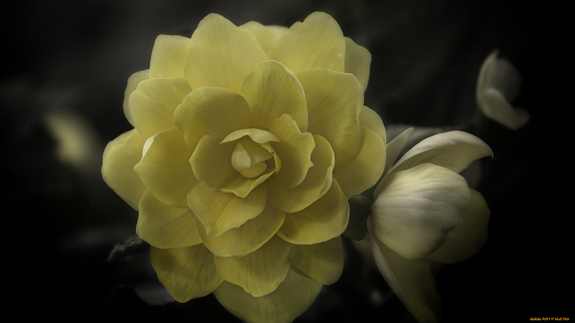 цветы, розы, бутон, лепестки