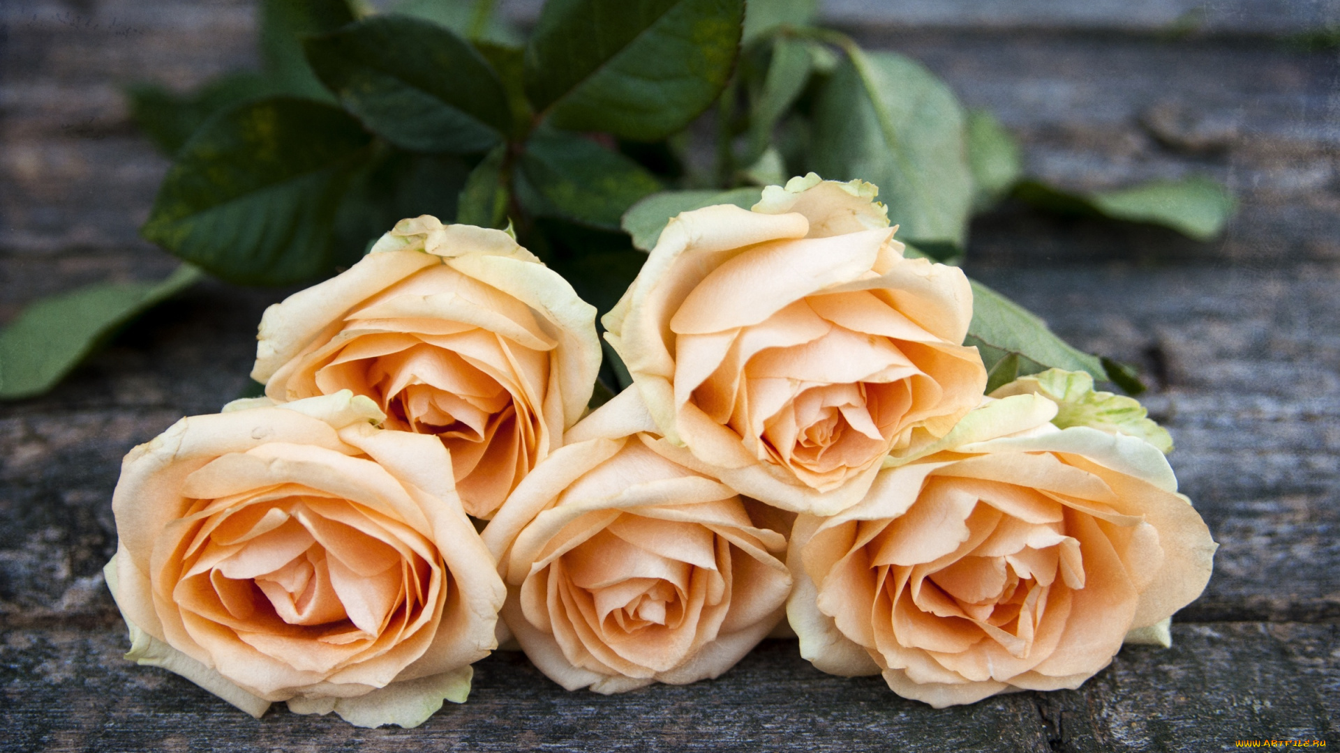 цветы, розы, бутоны, букет