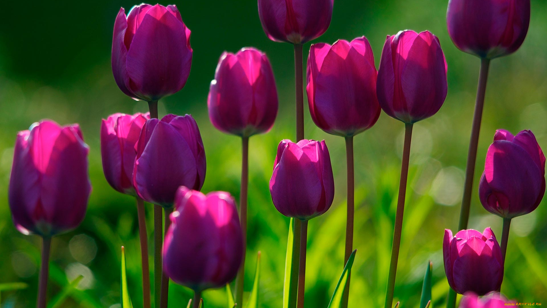 цветы, тюльпаны, розовые, свет