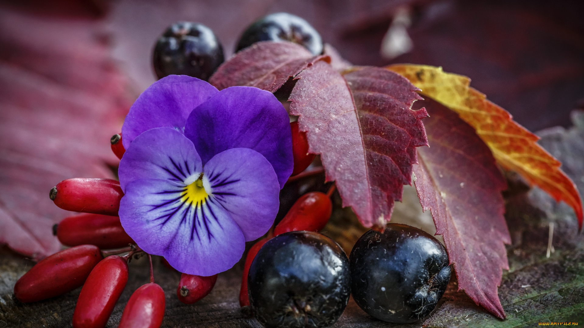 еда, фрукты, , ягоды, виола, макро, арония, осень, ягоды