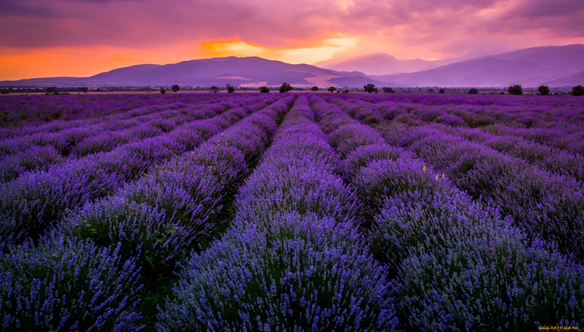 цветы, лаванда, закат, поле, горы, ряды