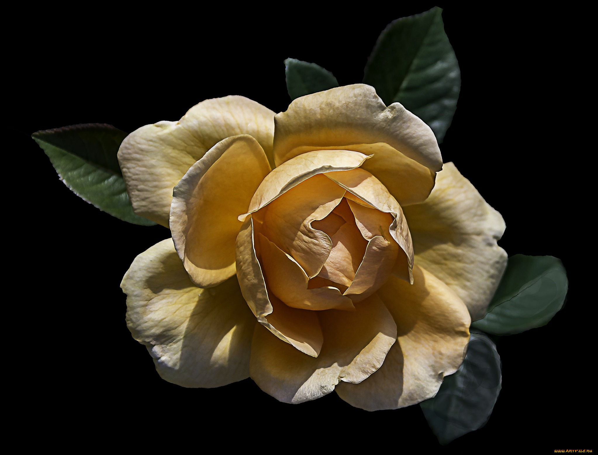 цветы, розы, бутон, лепестки