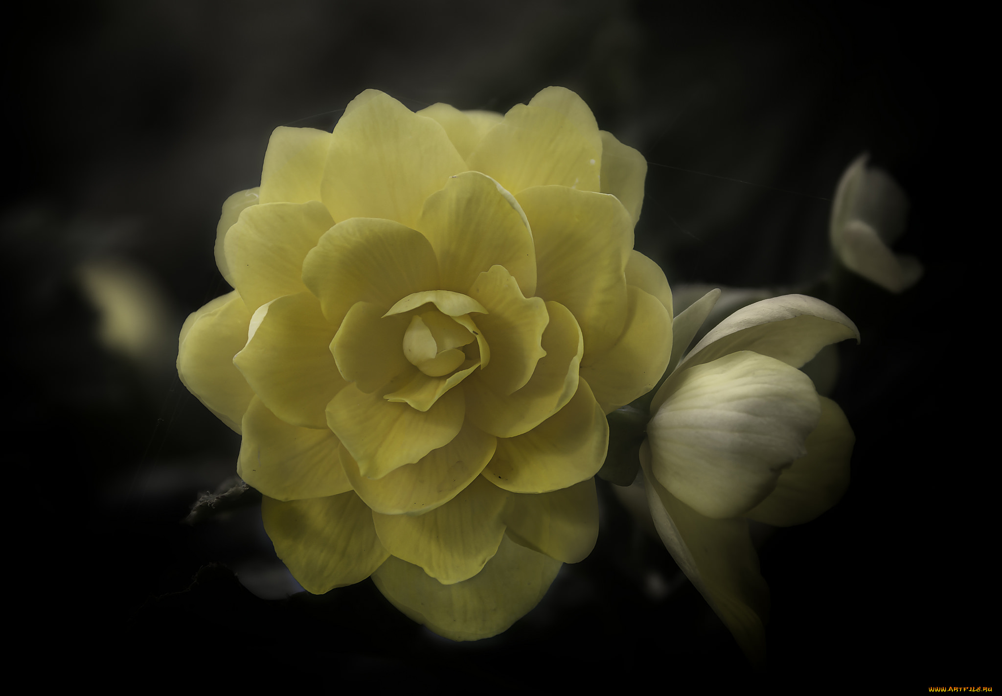 цветы, розы, бутон, лепестки