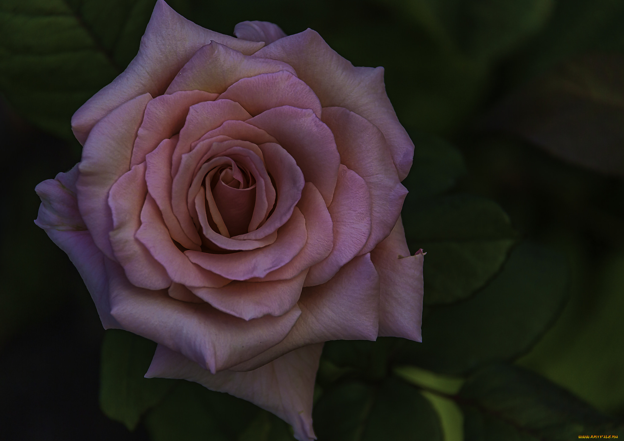 цветы, розы, бутон, лепестки