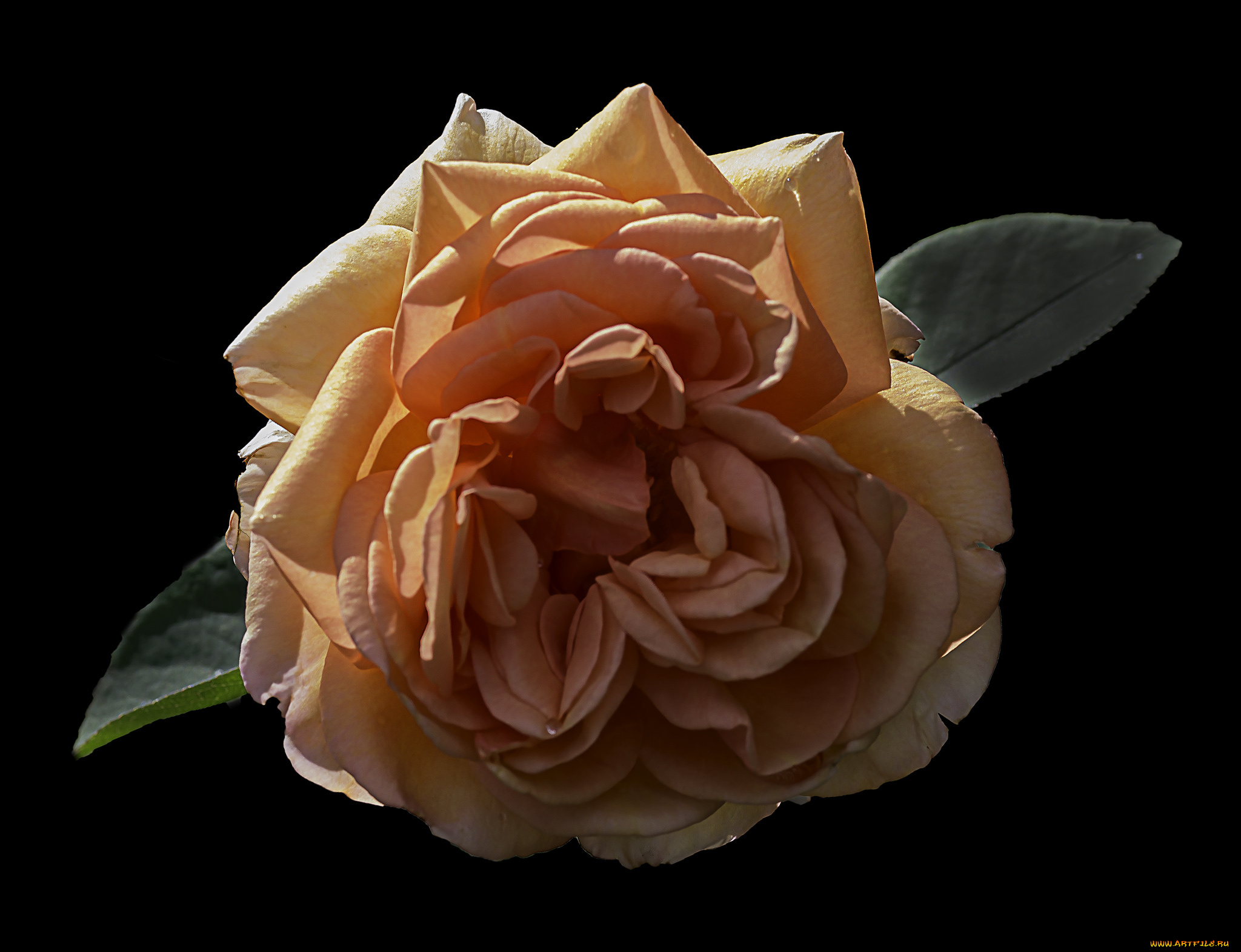 цветы, розы, бутон, лепестки