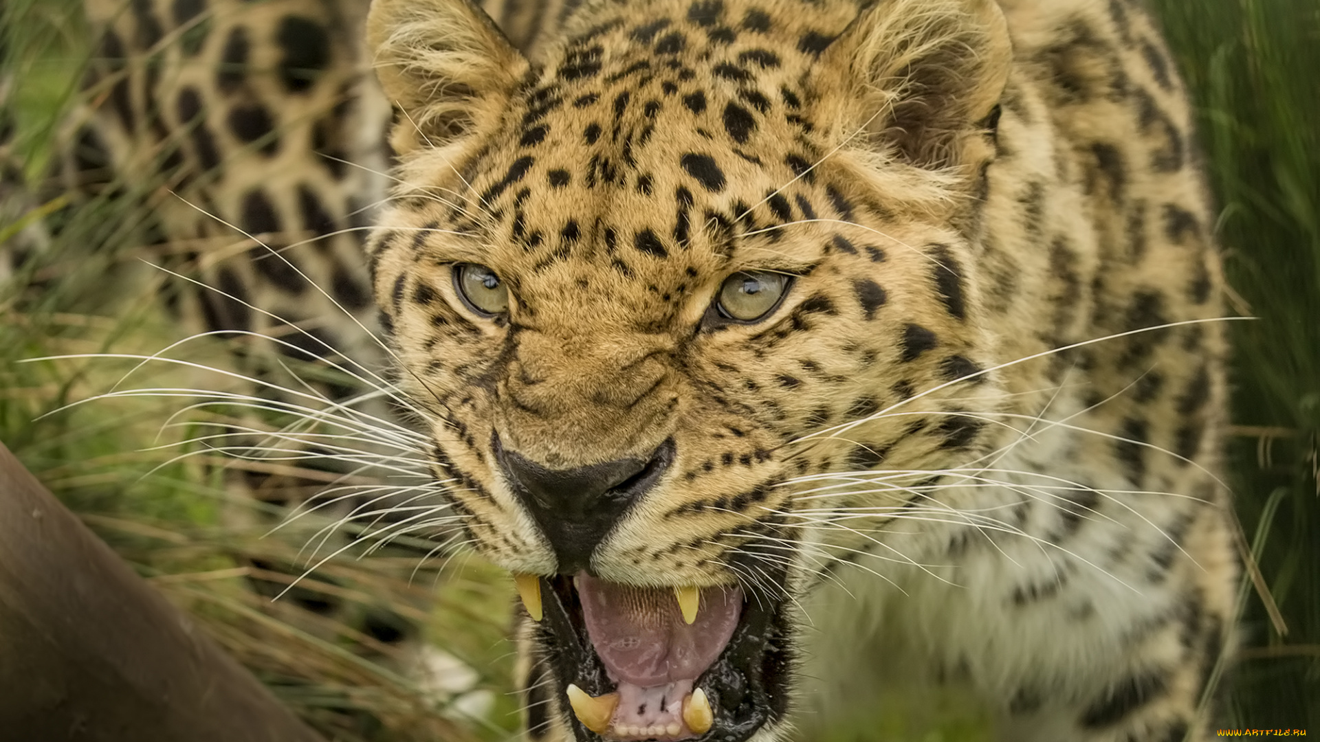 amur, leopard, животные, леопарды, хищник
