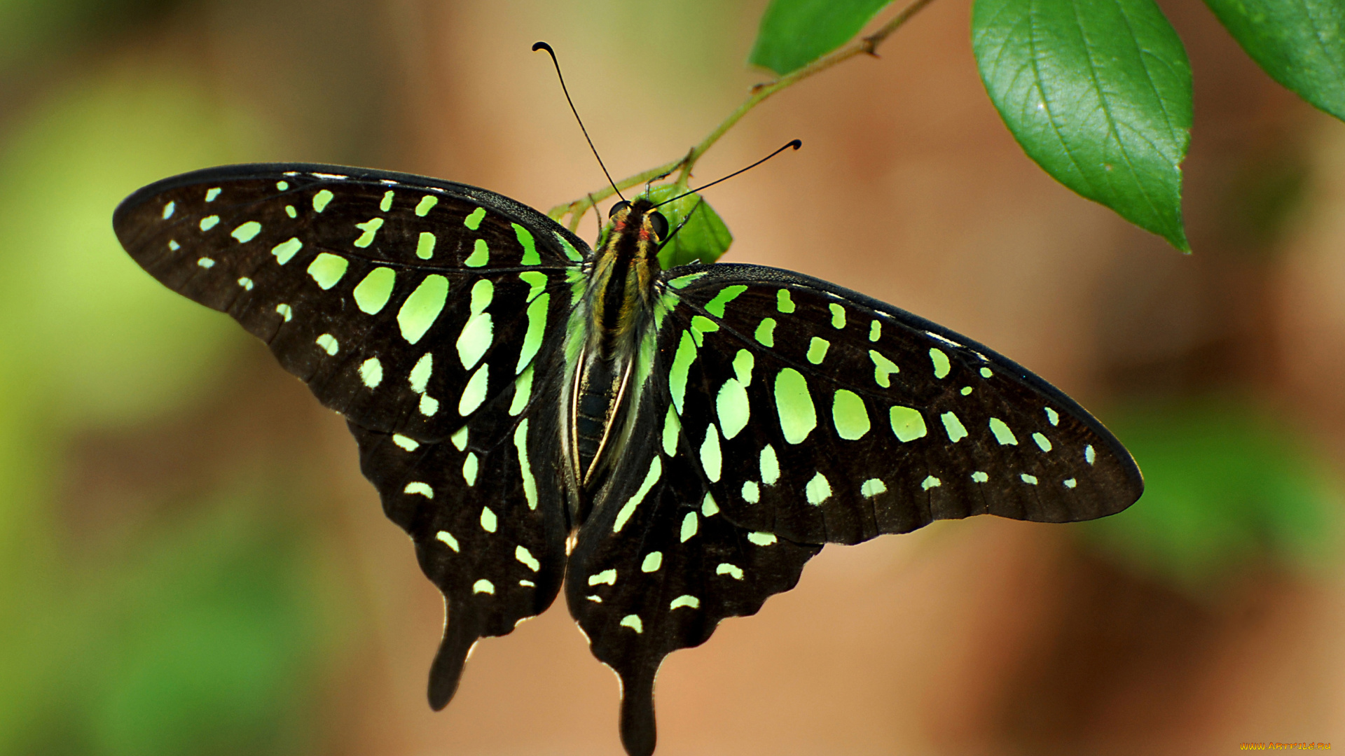 бабочка, животные, бабочки, , мотыльки, , моли, листья, ветка