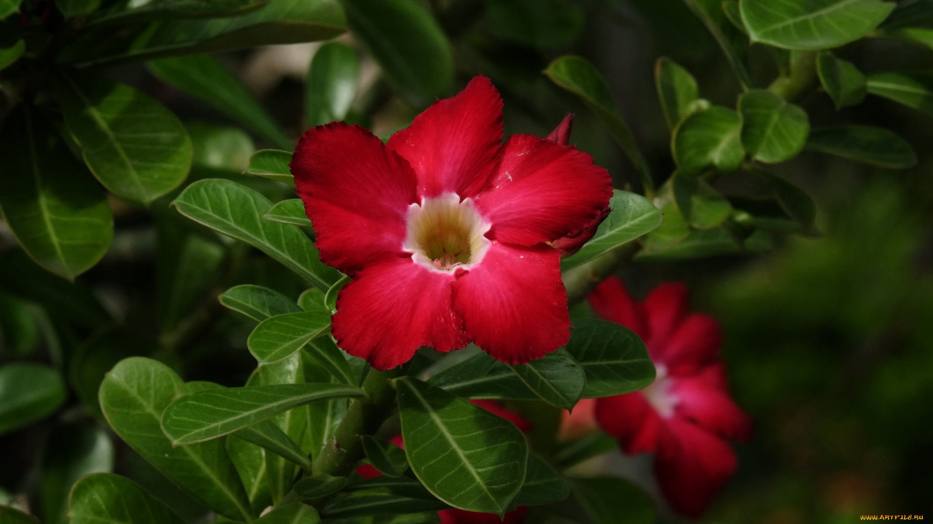 цветы, адениум, , мандевилла, цветение, пустынная, роза