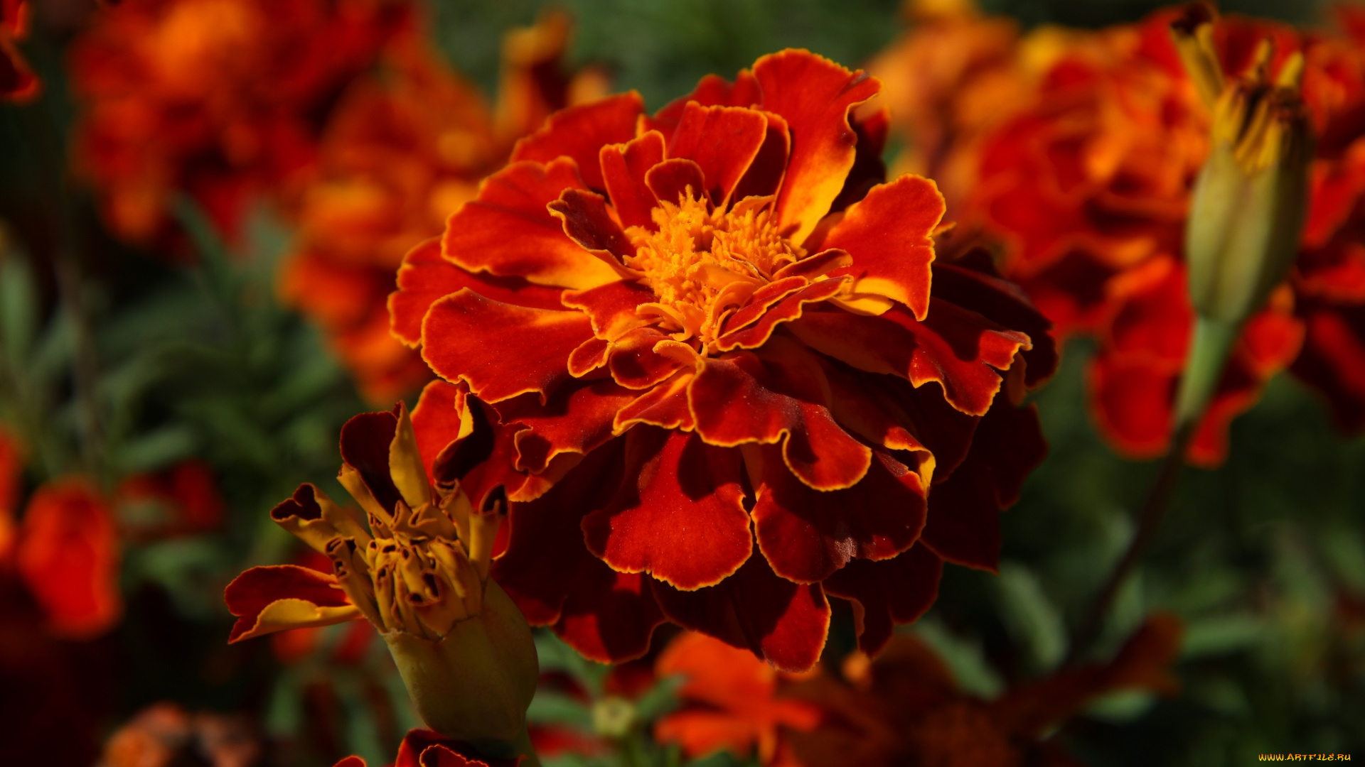 цветы, бархатцы, сентябрь, тагетес, сад, осень, дача