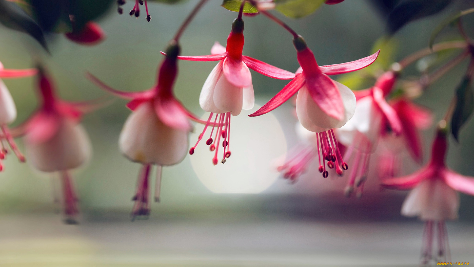 цветы, фуксия, цветки, макро, lee, peiling