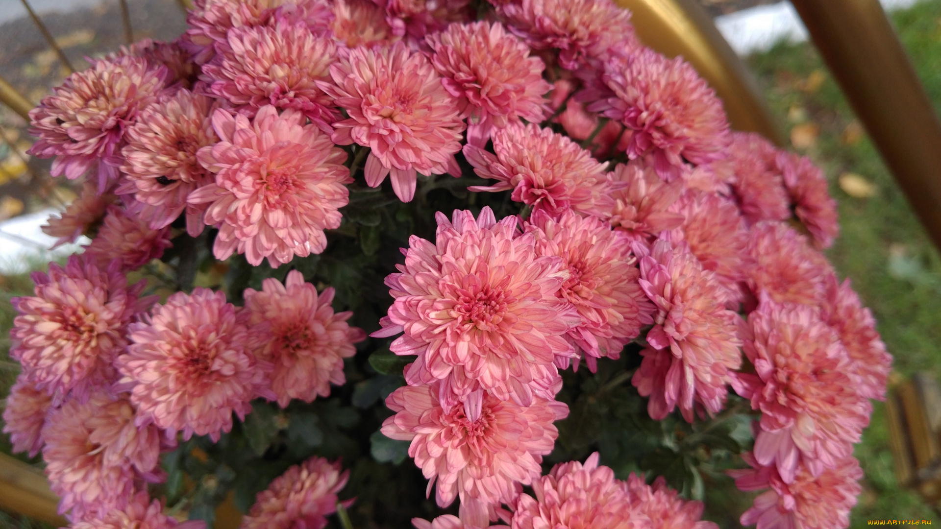 цветы, хризантемы, октябрь, 2017, осень