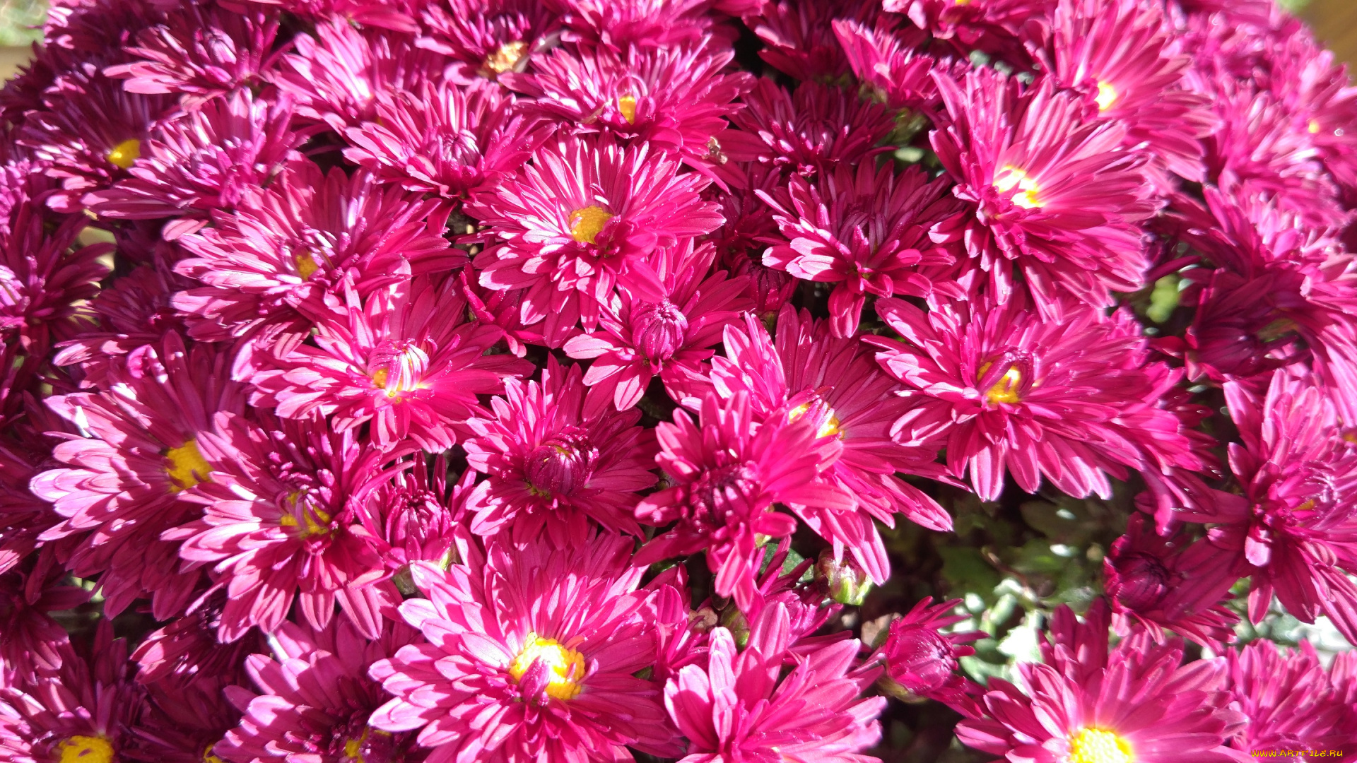 цветы, хризантемы, октябрь, 2017, осень