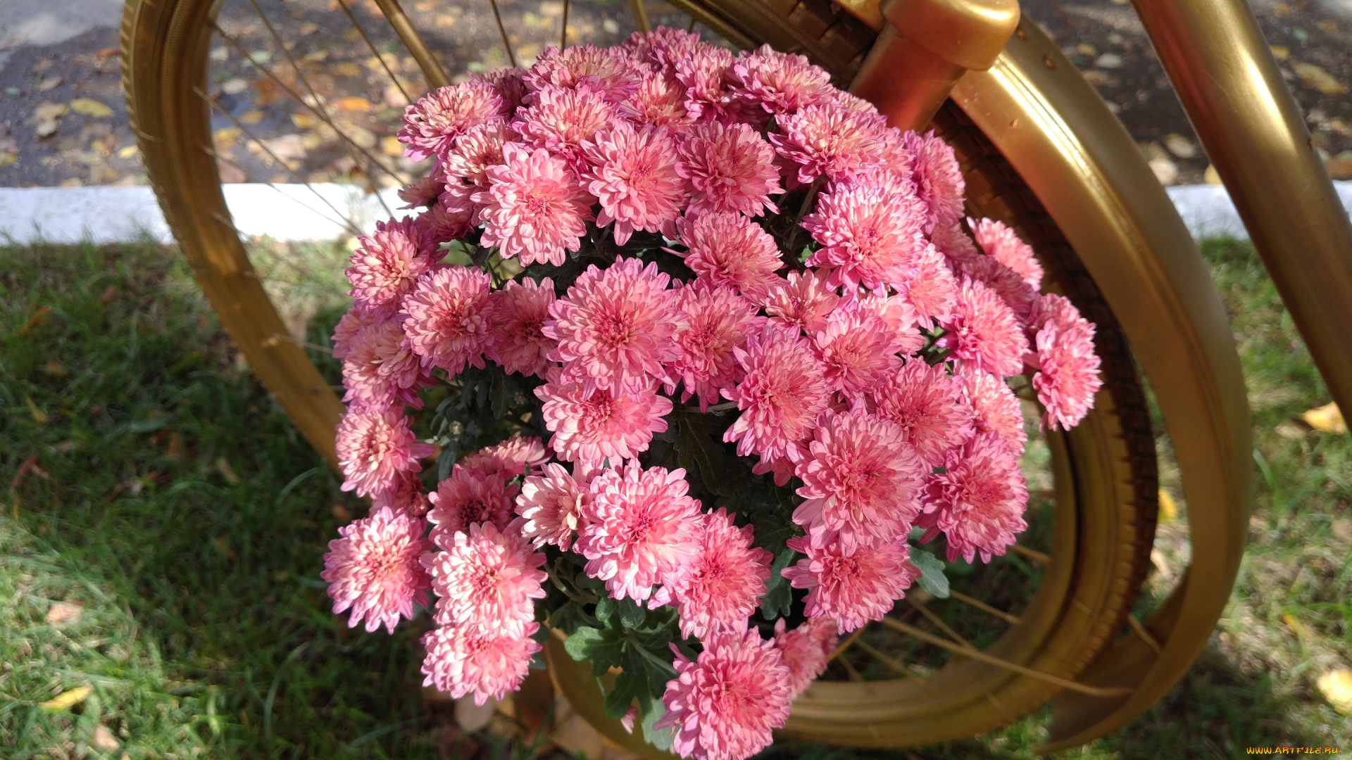 цветы, хризантемы, октябрь, 2017, осень