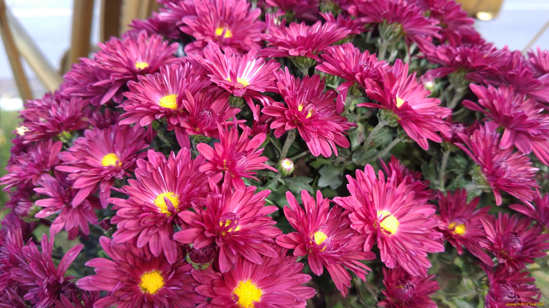 цветы, хризантемы, осень, октябрь, 2017