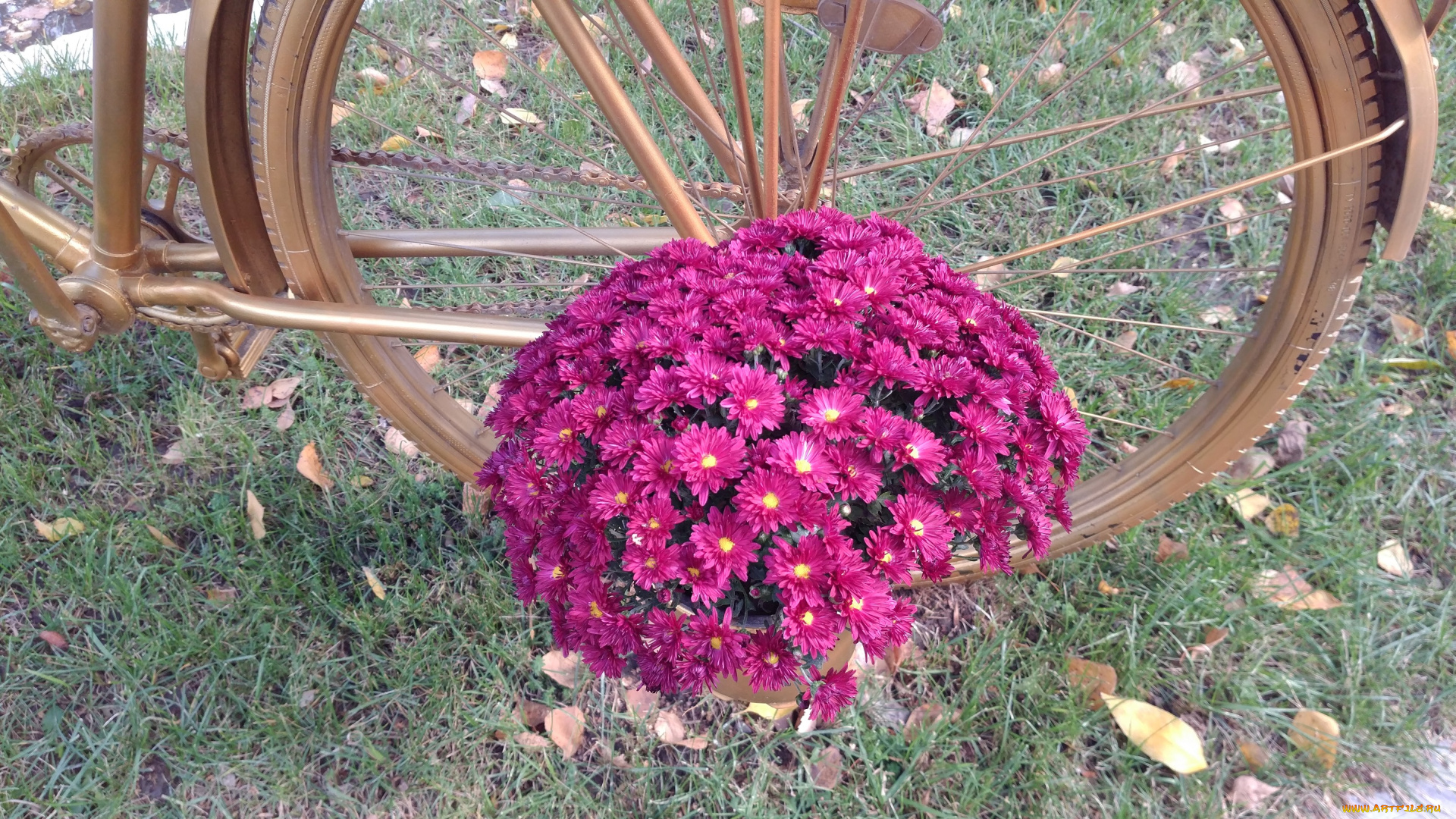 цветы, хризантемы, осень, октябрь, 2017