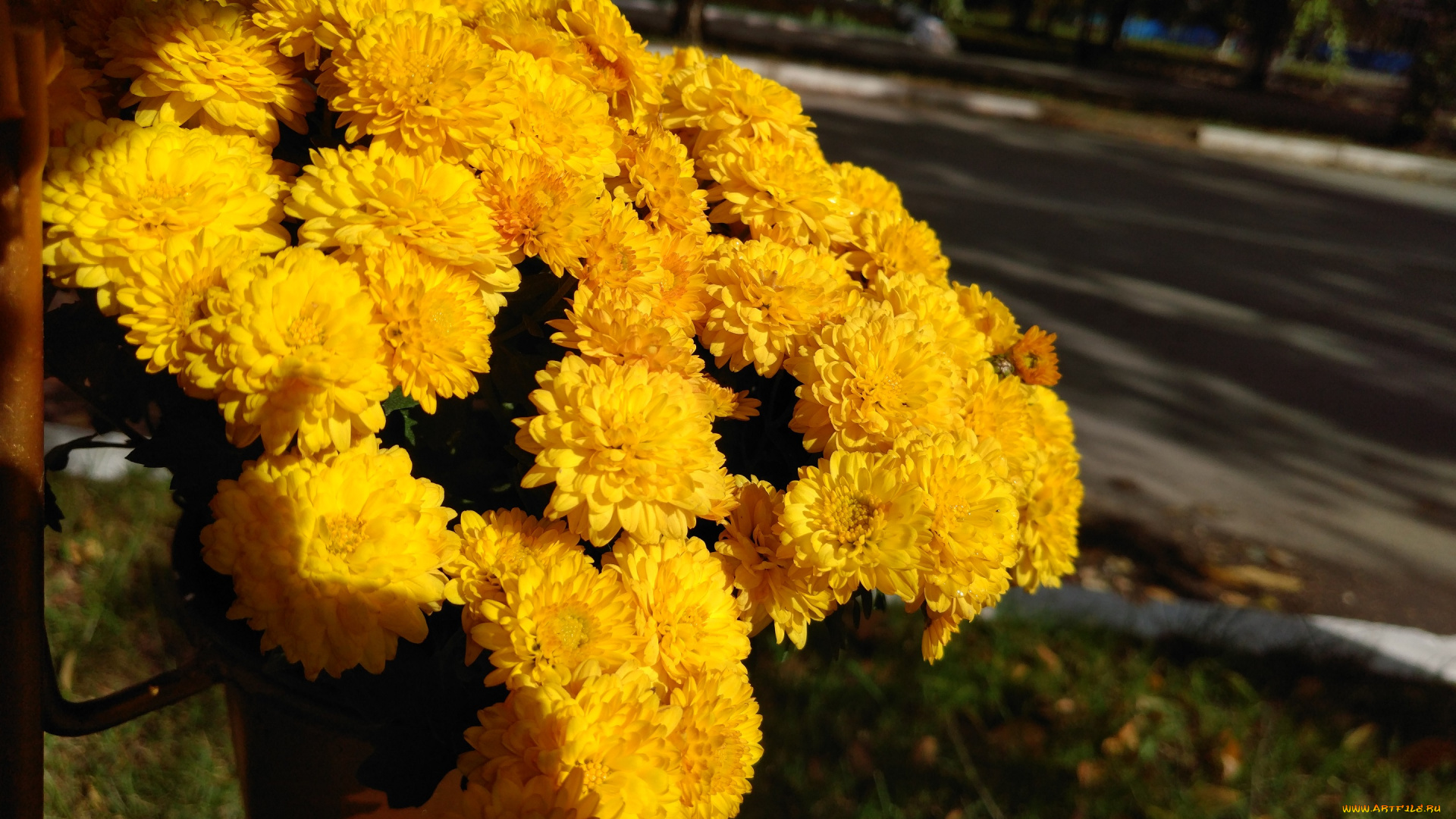 цветы, хризантемы, осень, октябрь, 2017