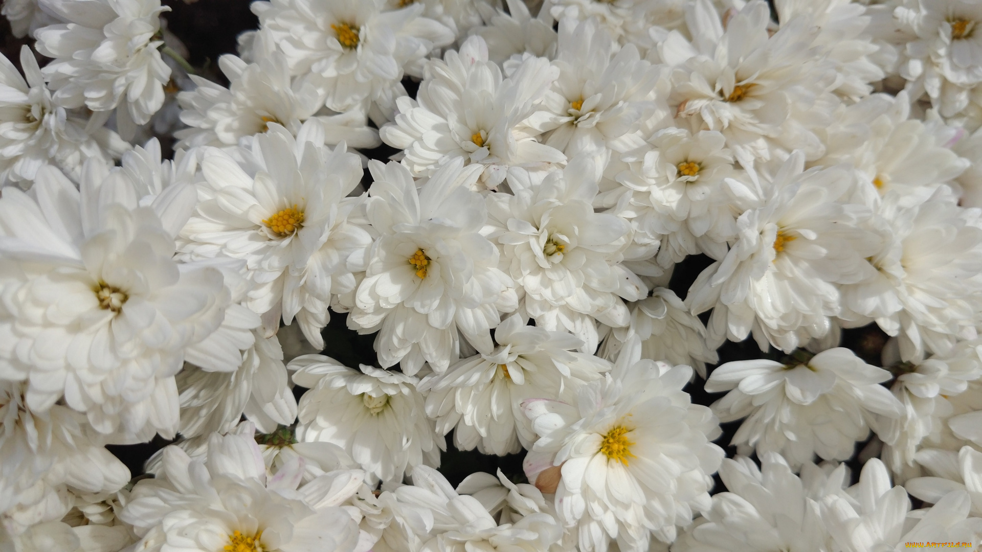 цветы, хризантемы, осень, октябрь, 2017