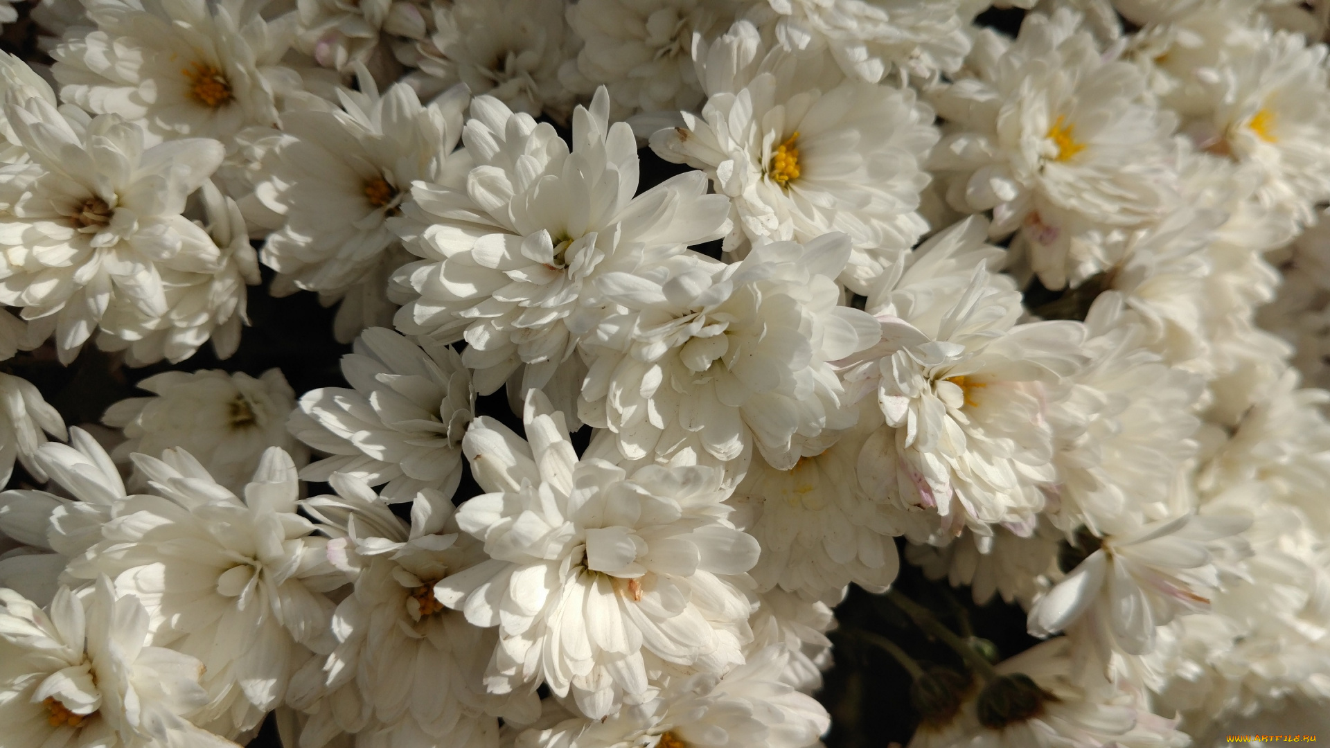 цветы, хризантемы, осень, октябрь, 2017