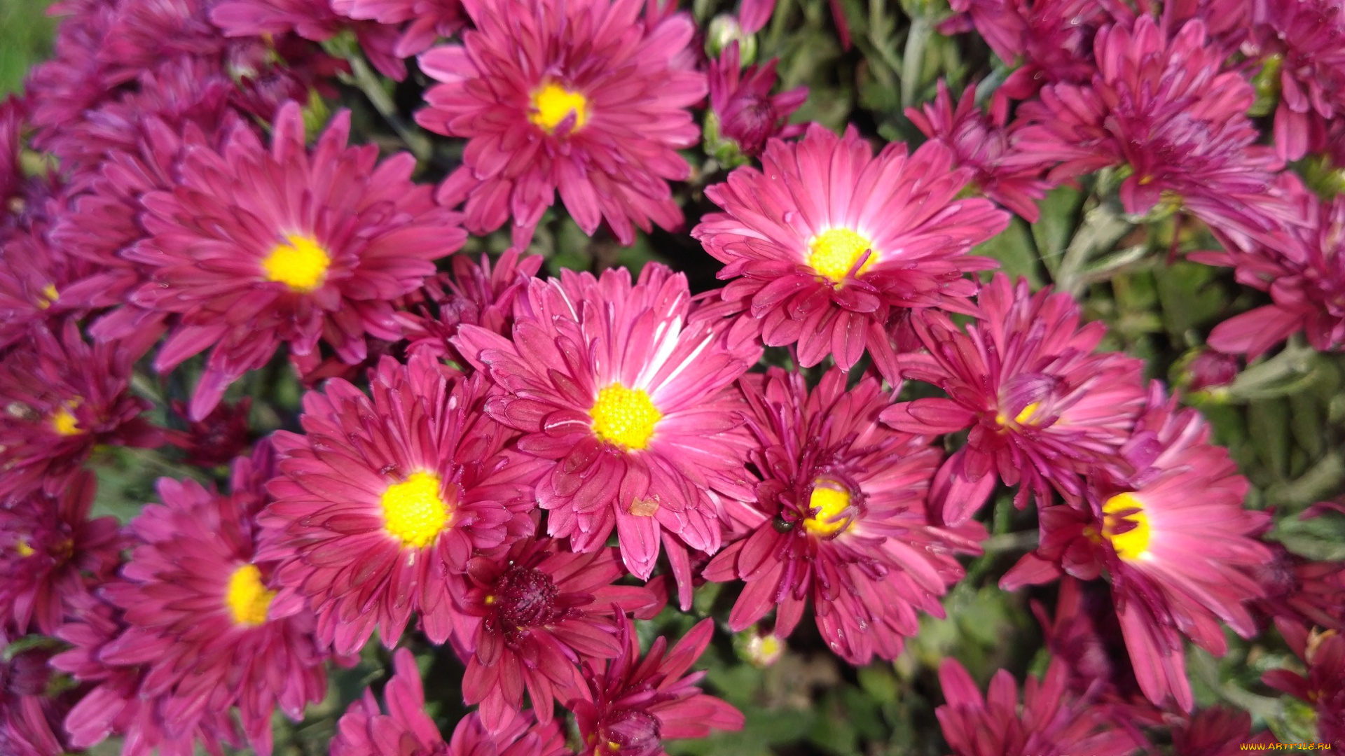 цветы, хризантемы, осень, октябрь, 2017