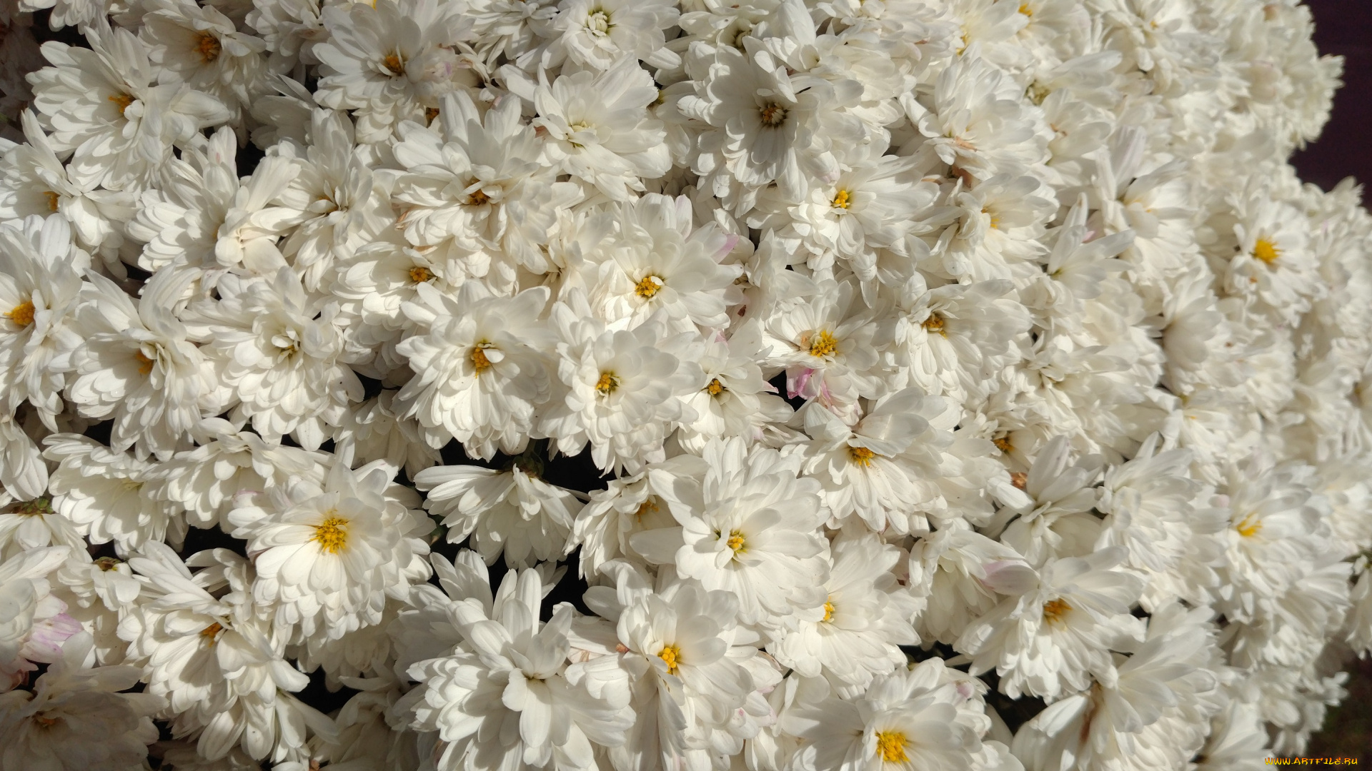 цветы, хризантемы, осень, октябрь, 2017