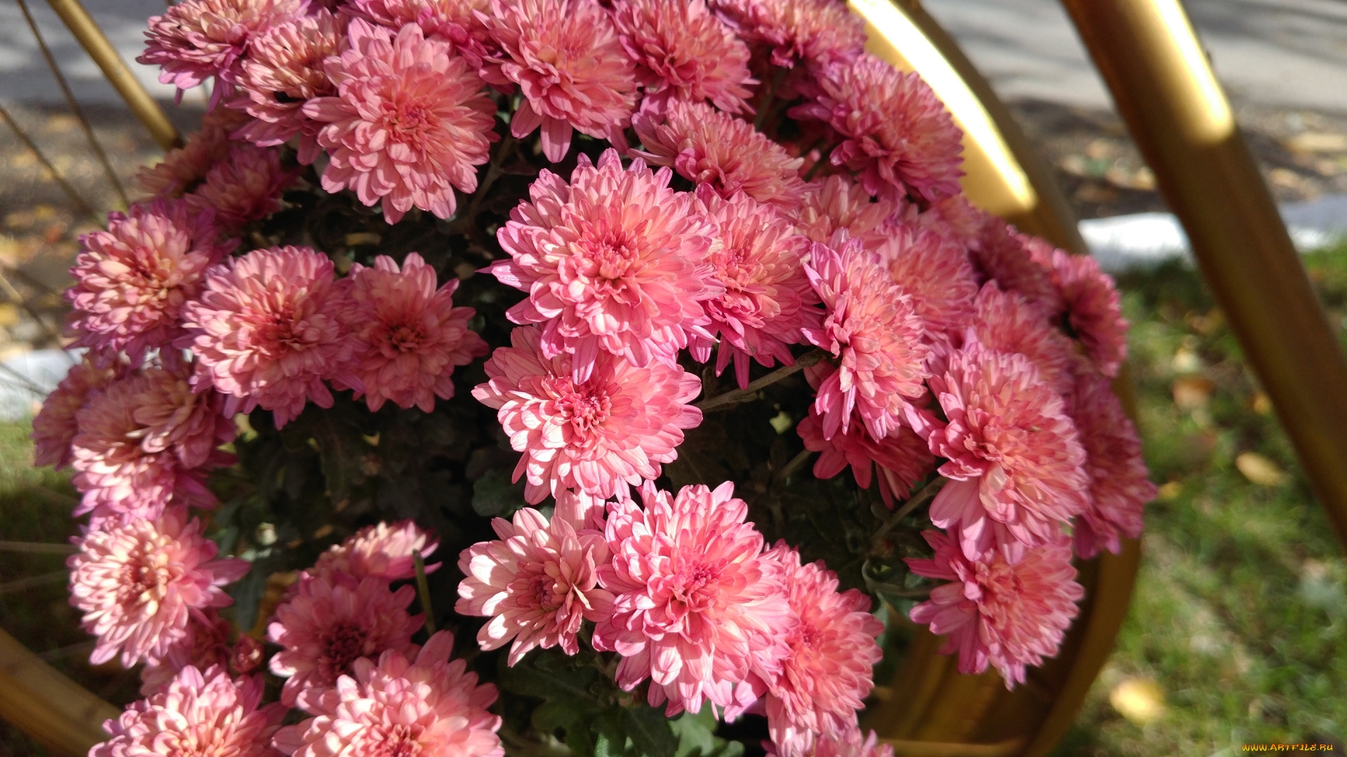 цветы, хризантемы, осень, октябрь, 2017