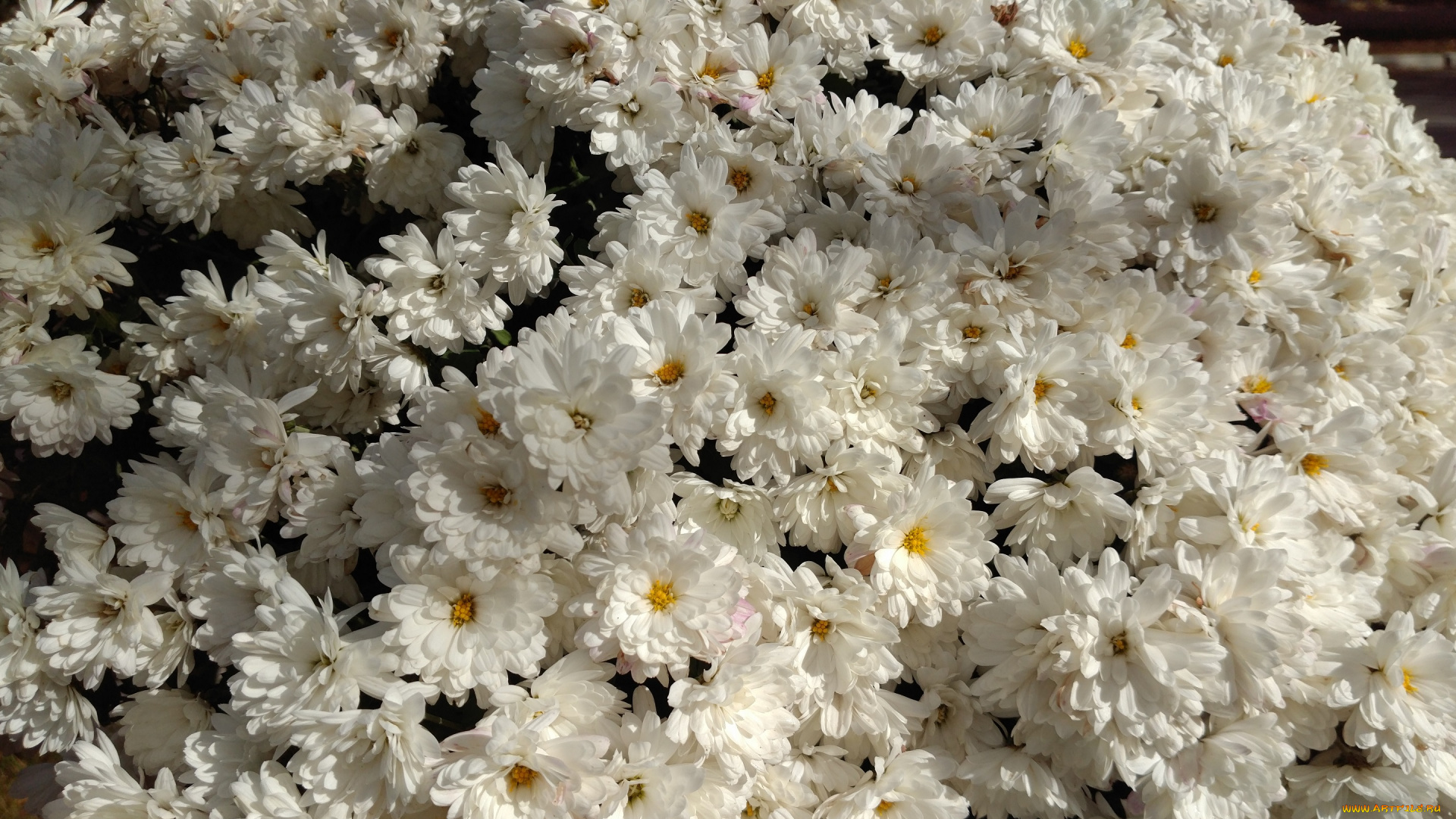 цветы, хризантемы, осень, октябрь, 2017