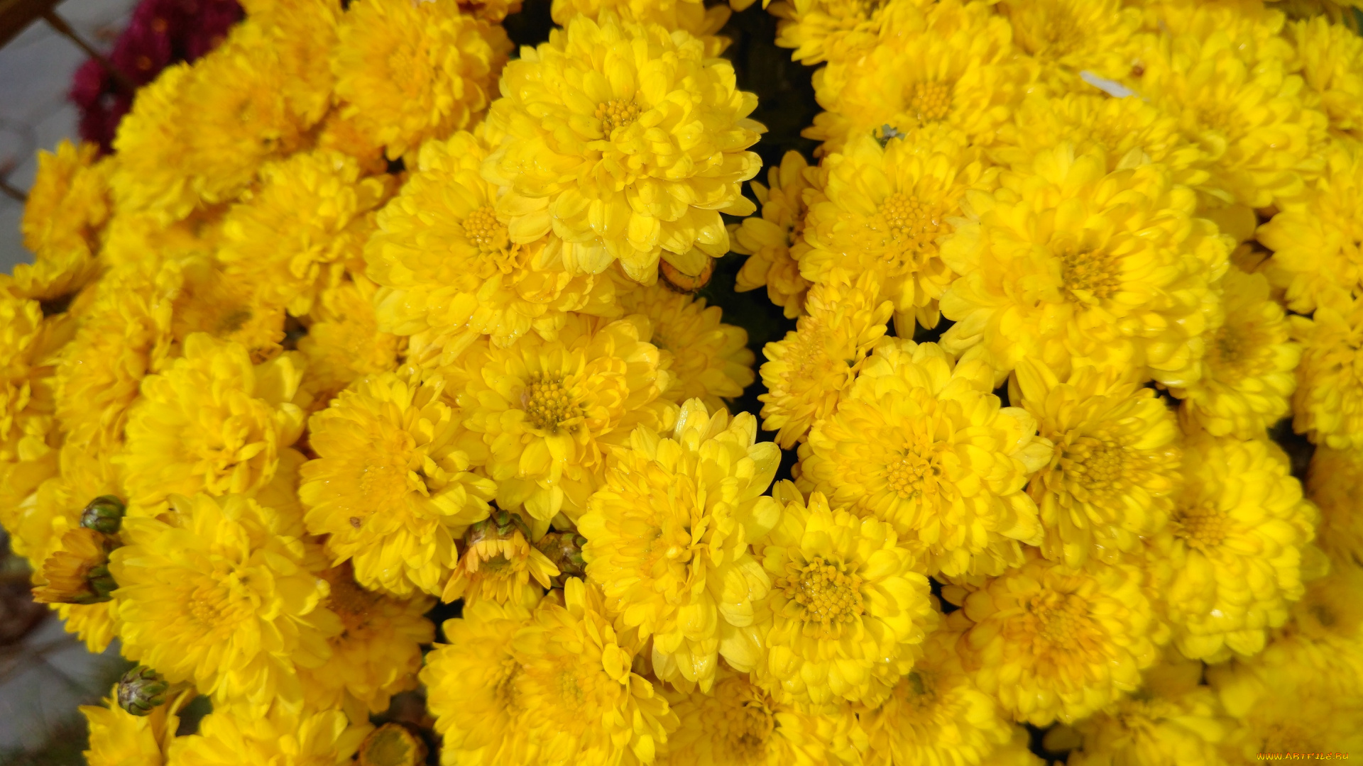 цветы, хризантемы, осень, октябрь, 2017