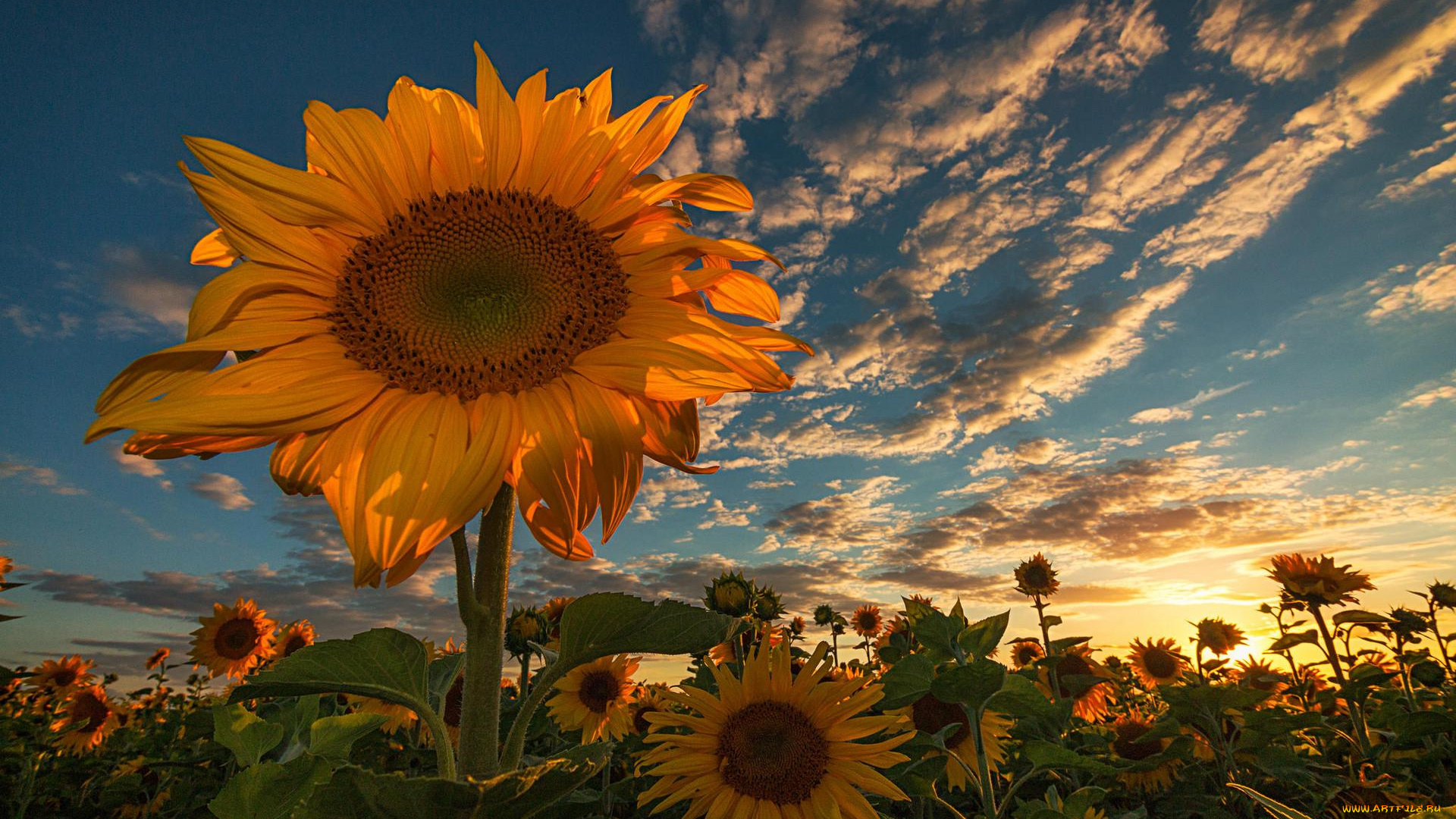 цветы, подсолнухи, поле, закат, флора