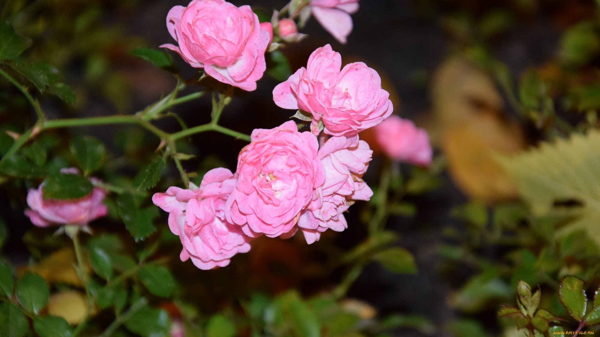 цветы, розы, бутон