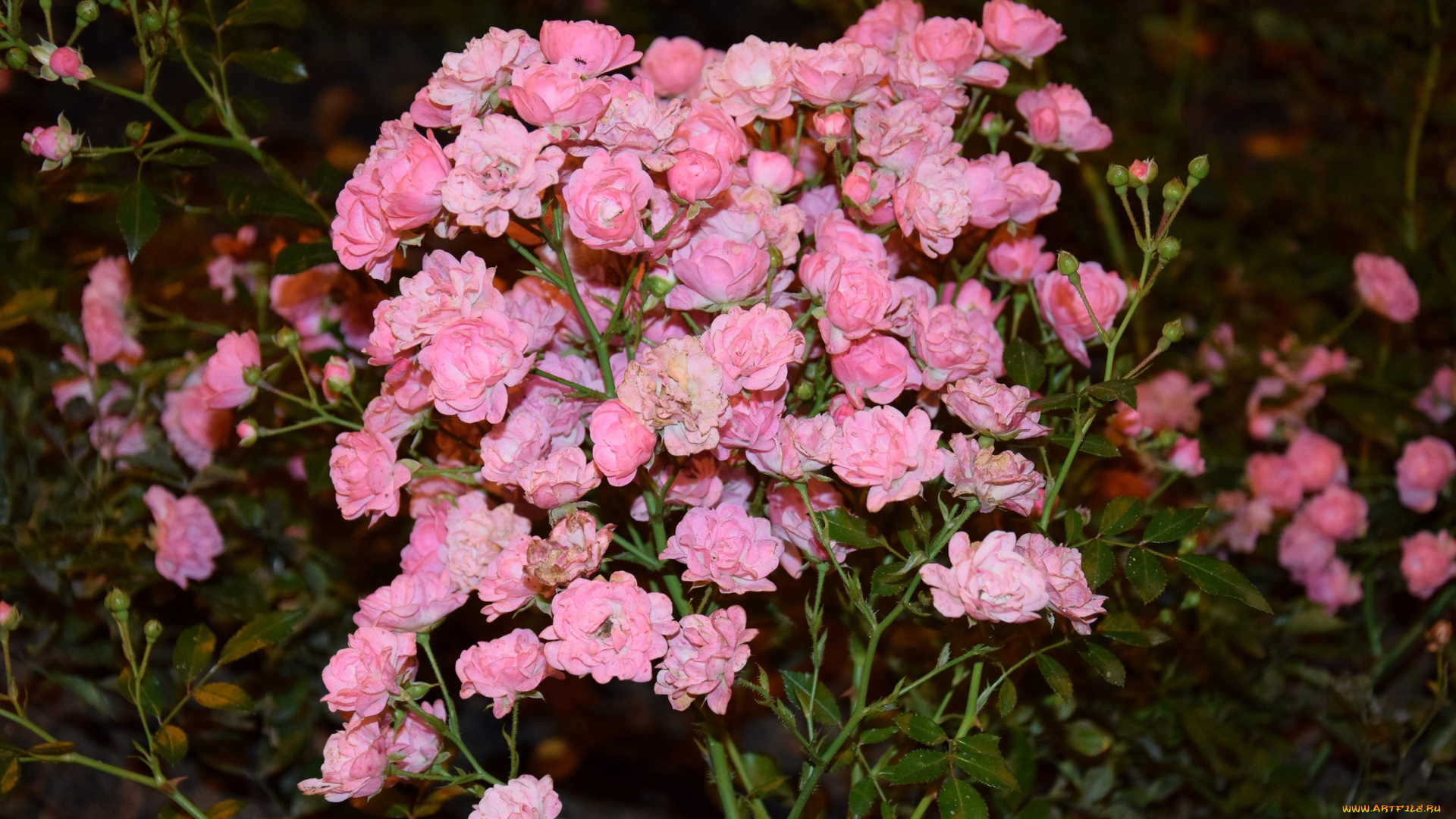 цветы, розы, бутон