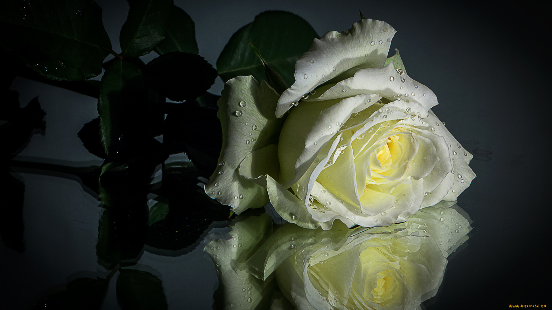 цветы, розы, капли, роза, отражение, белая