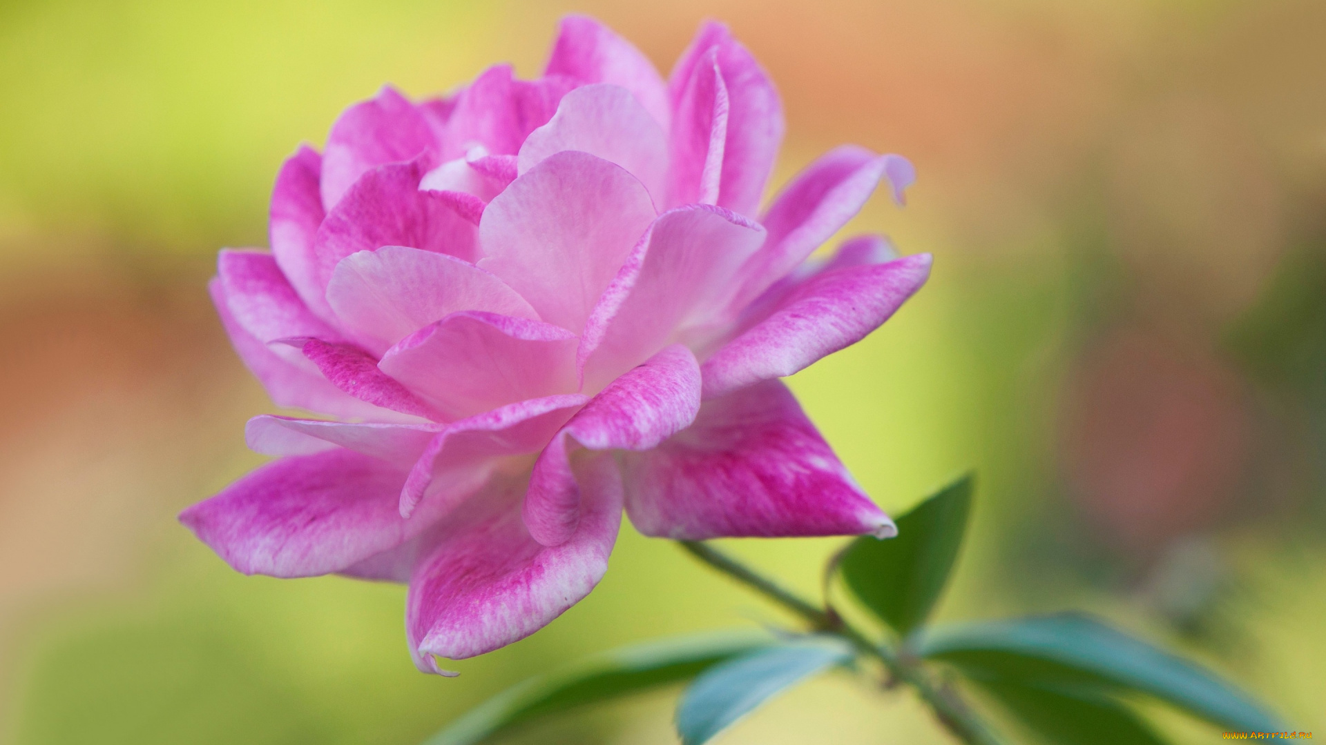 цветы, розы, лепестки, цветок, краски