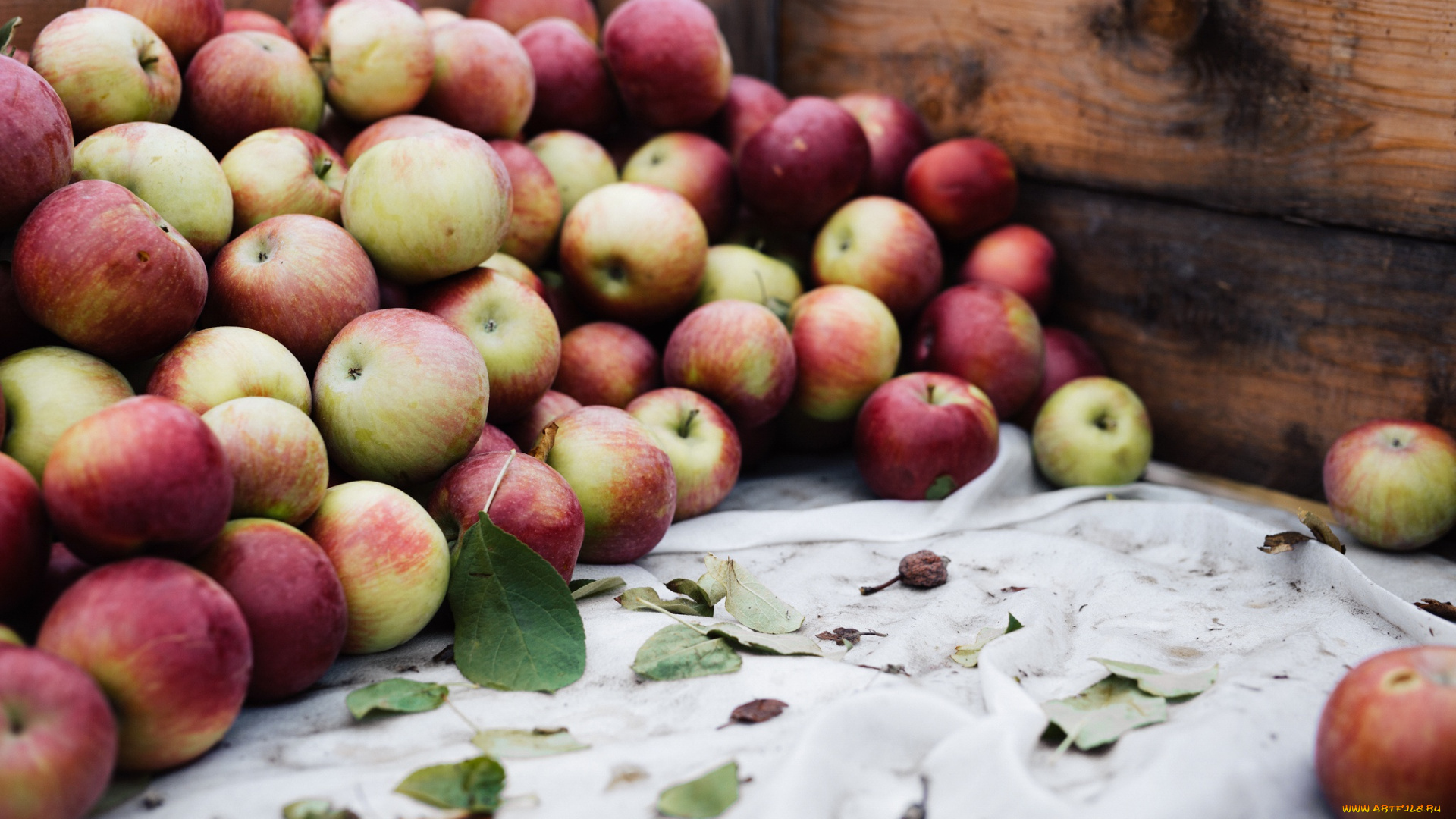 еда, Яблоки, яблоки, фрукты