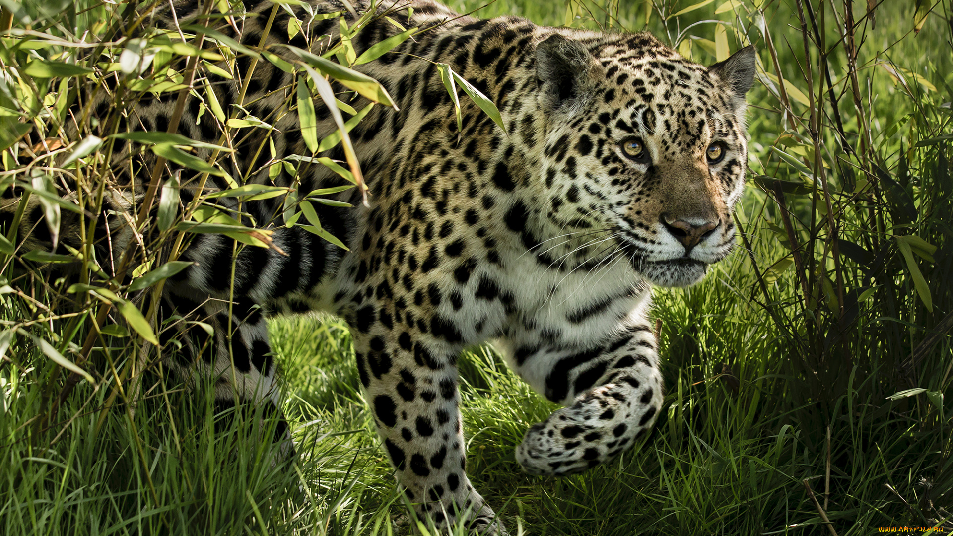 jaguar, животные, Ягуары, хищник