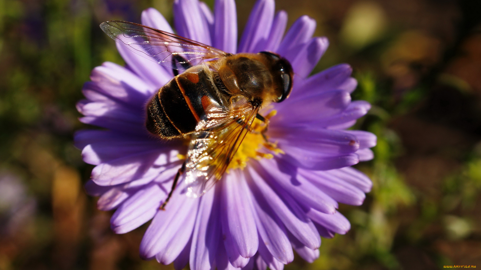 пчела, животные, насекомые, полосатая, муха, журчалка, пчелка