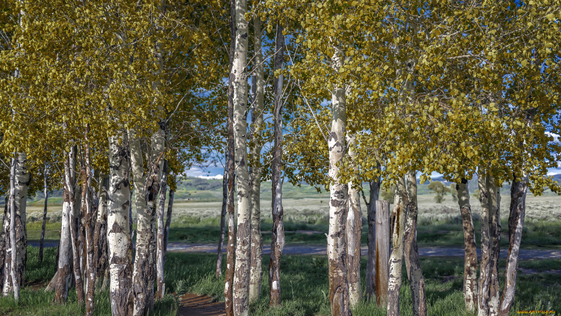 природа, деревья, простор