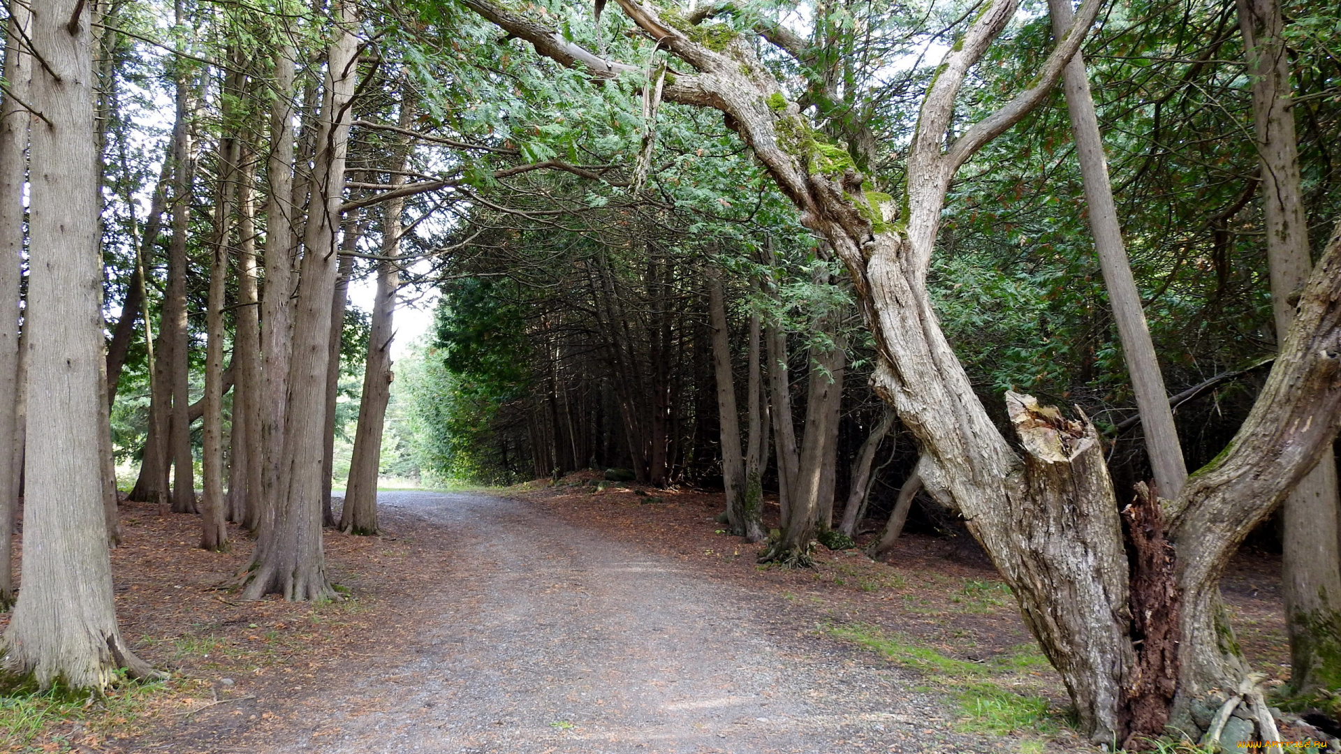 природа, дороги, дорога, лесная