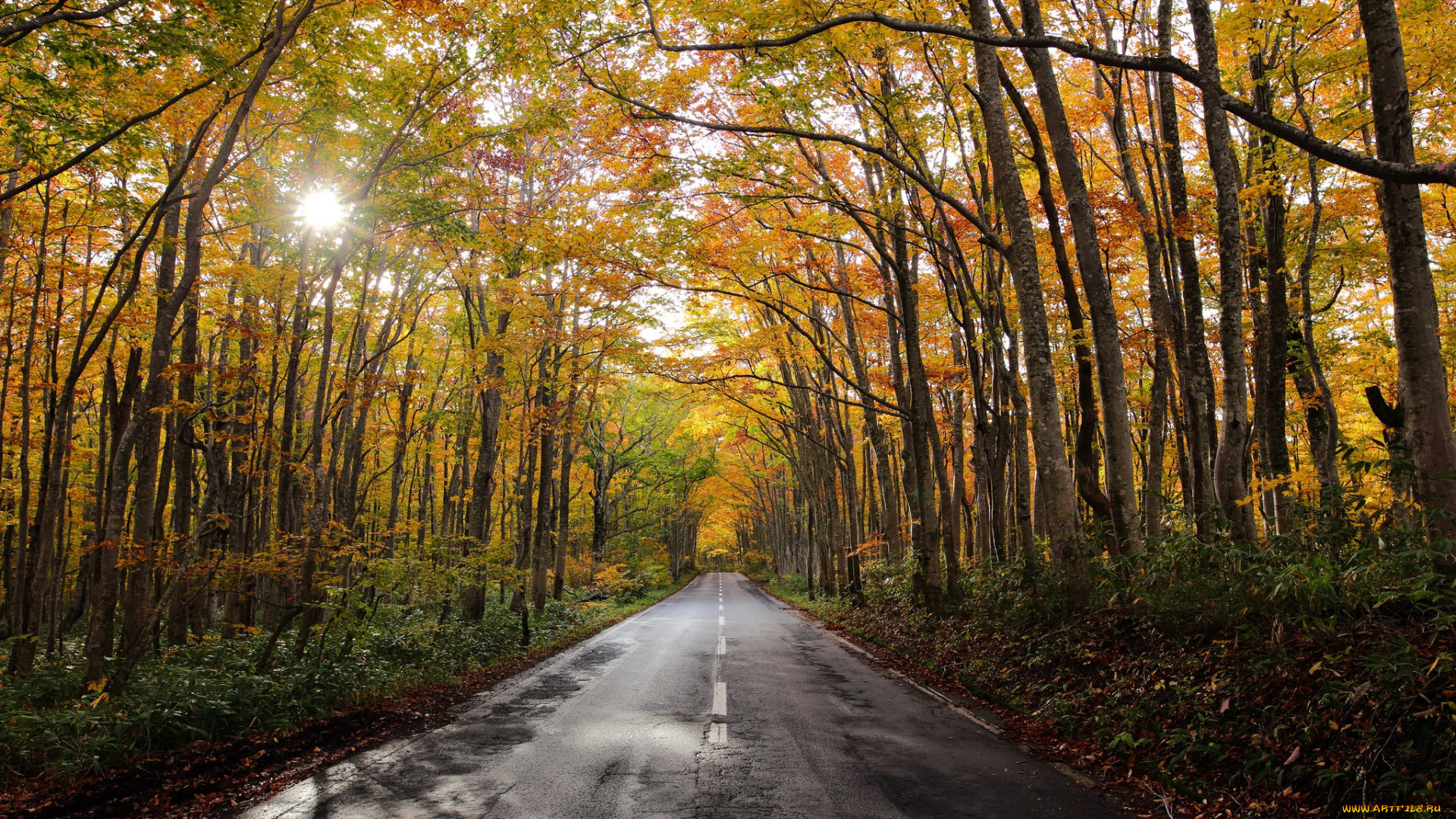 природа, дороги, дорога, осень, лес