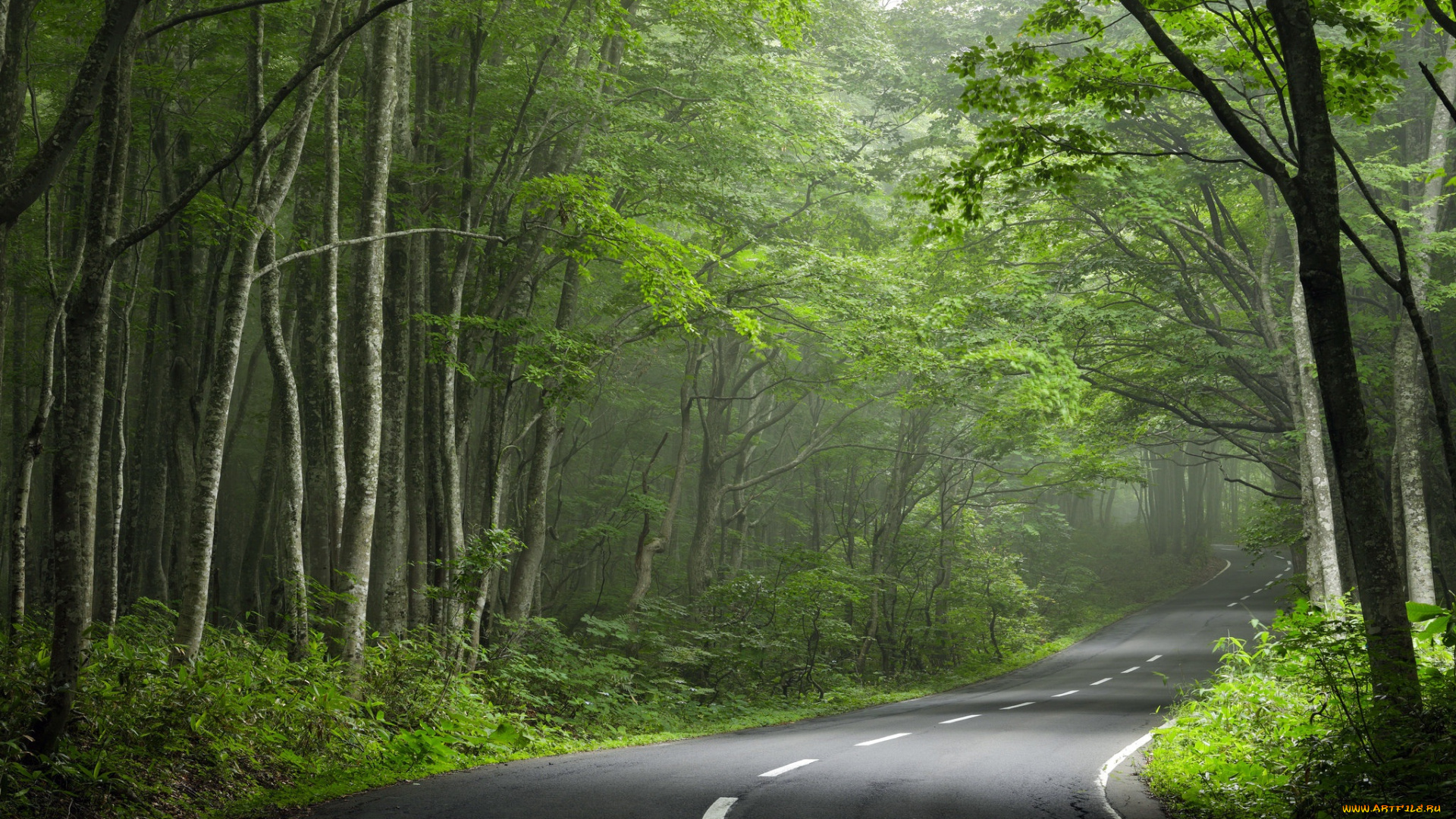 природа, дороги, дорога, поворот, лес
