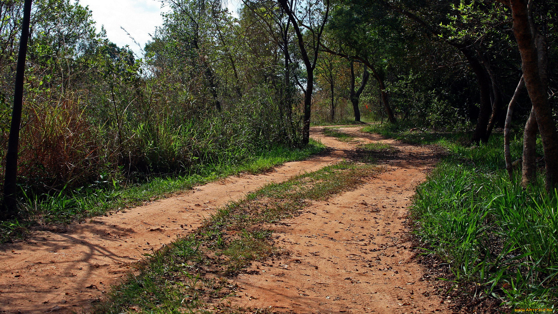 природа, дороги, дорога, проселочная