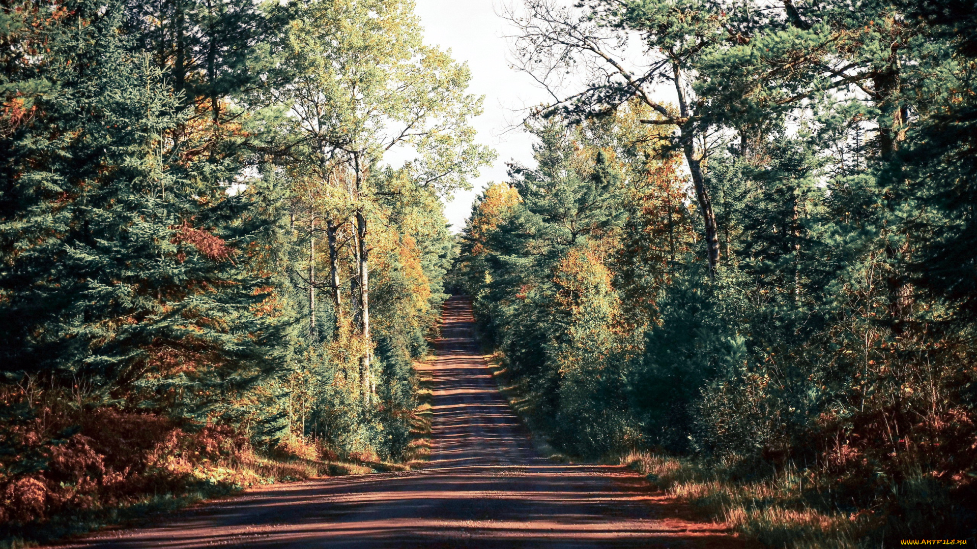 природа, дороги, дорога, проселочная