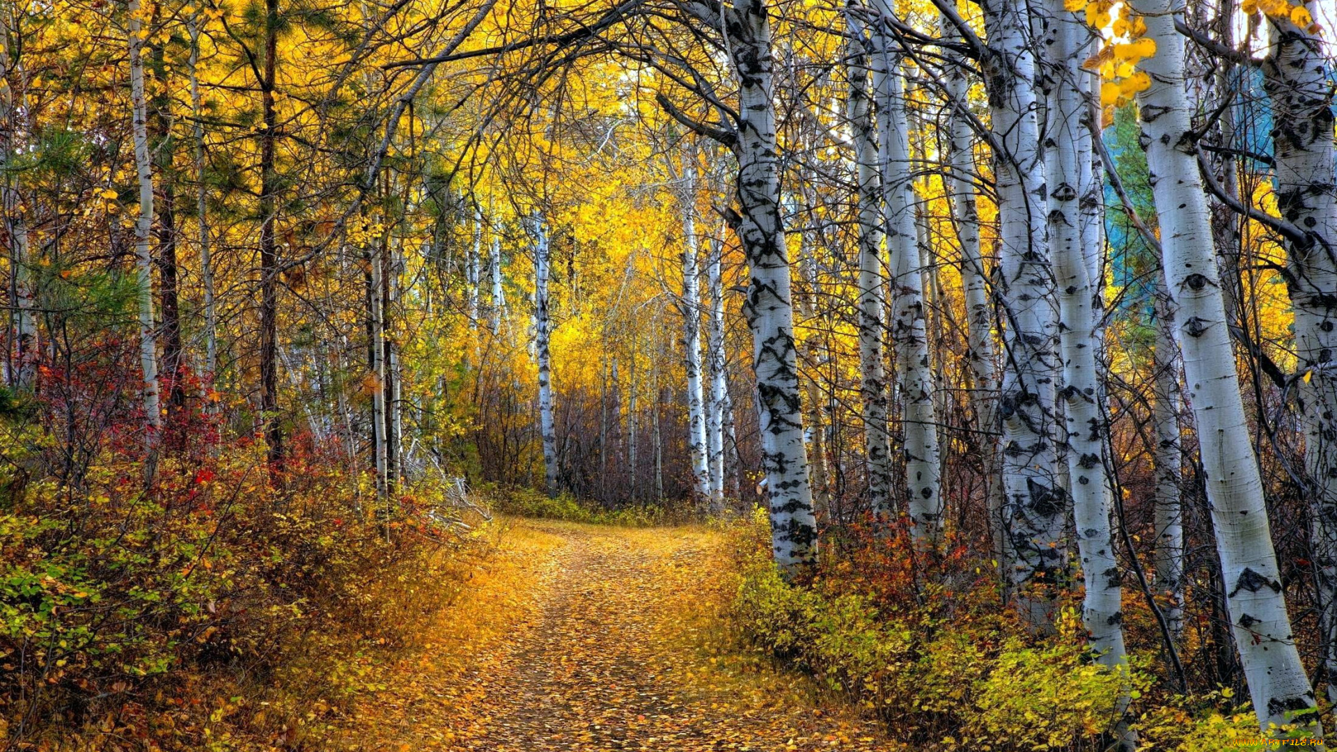 природа, дороги, листопад, осень, березы, роща