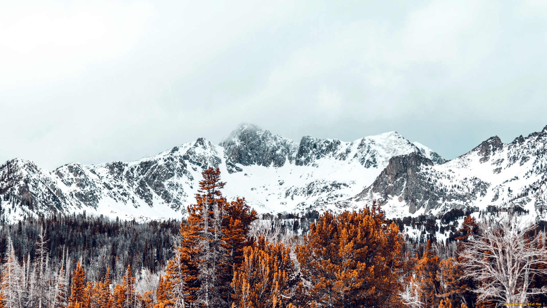 природа, горы, лес, вершины, снежные