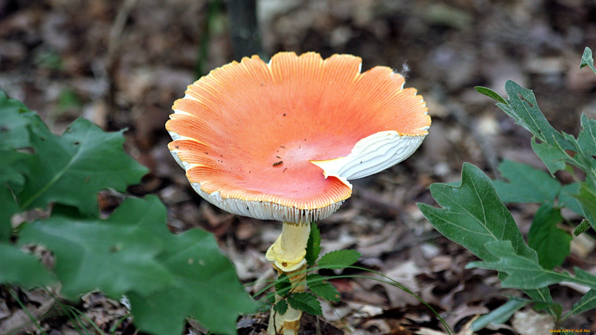 природа, грибы, , мухомор, шляпка