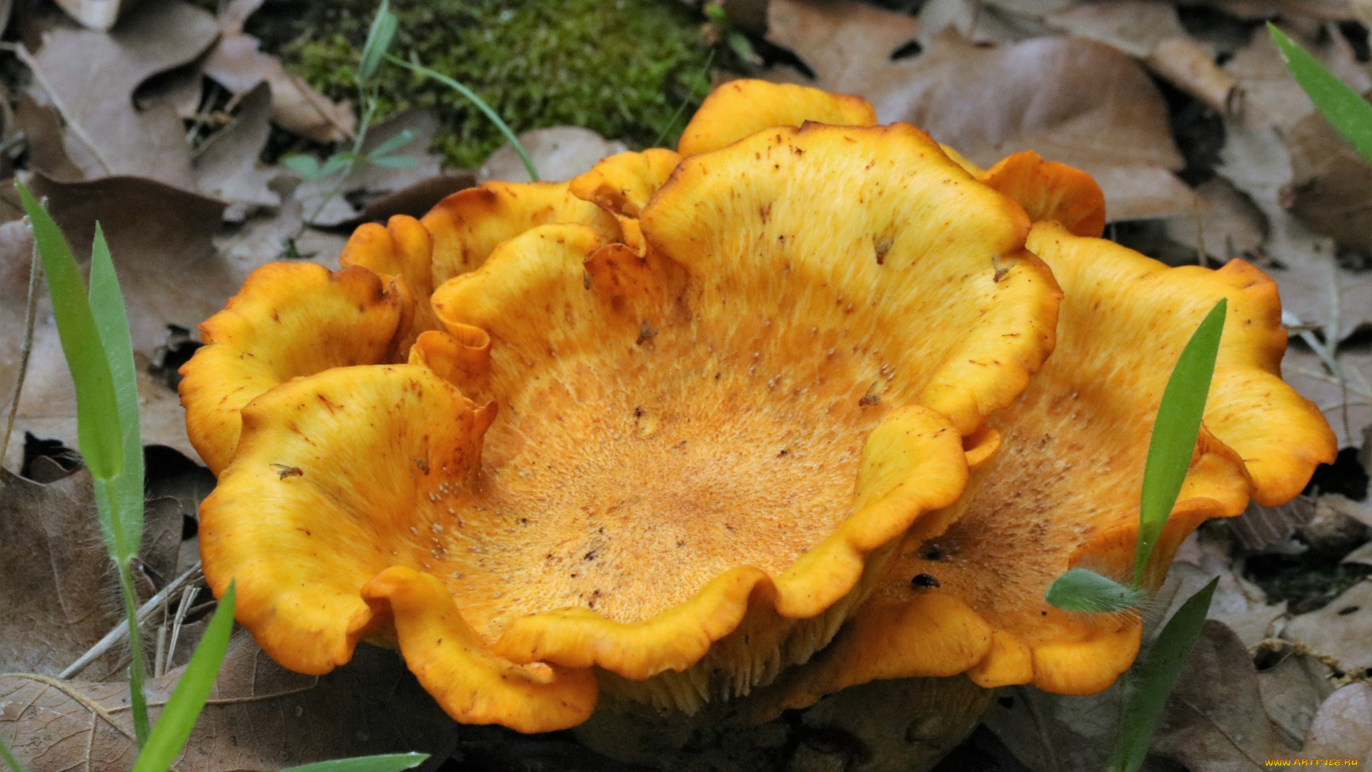 природа, грибы, шляпка, желтая