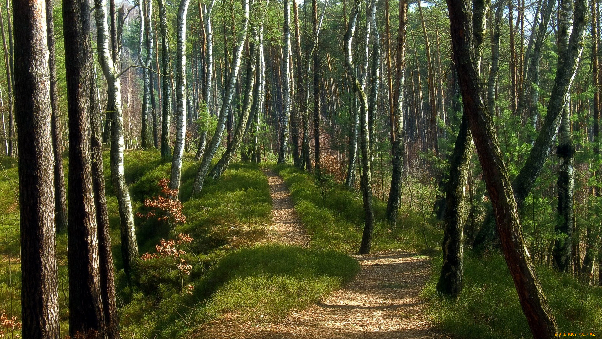 природа, лес, березы, трава, тропинки