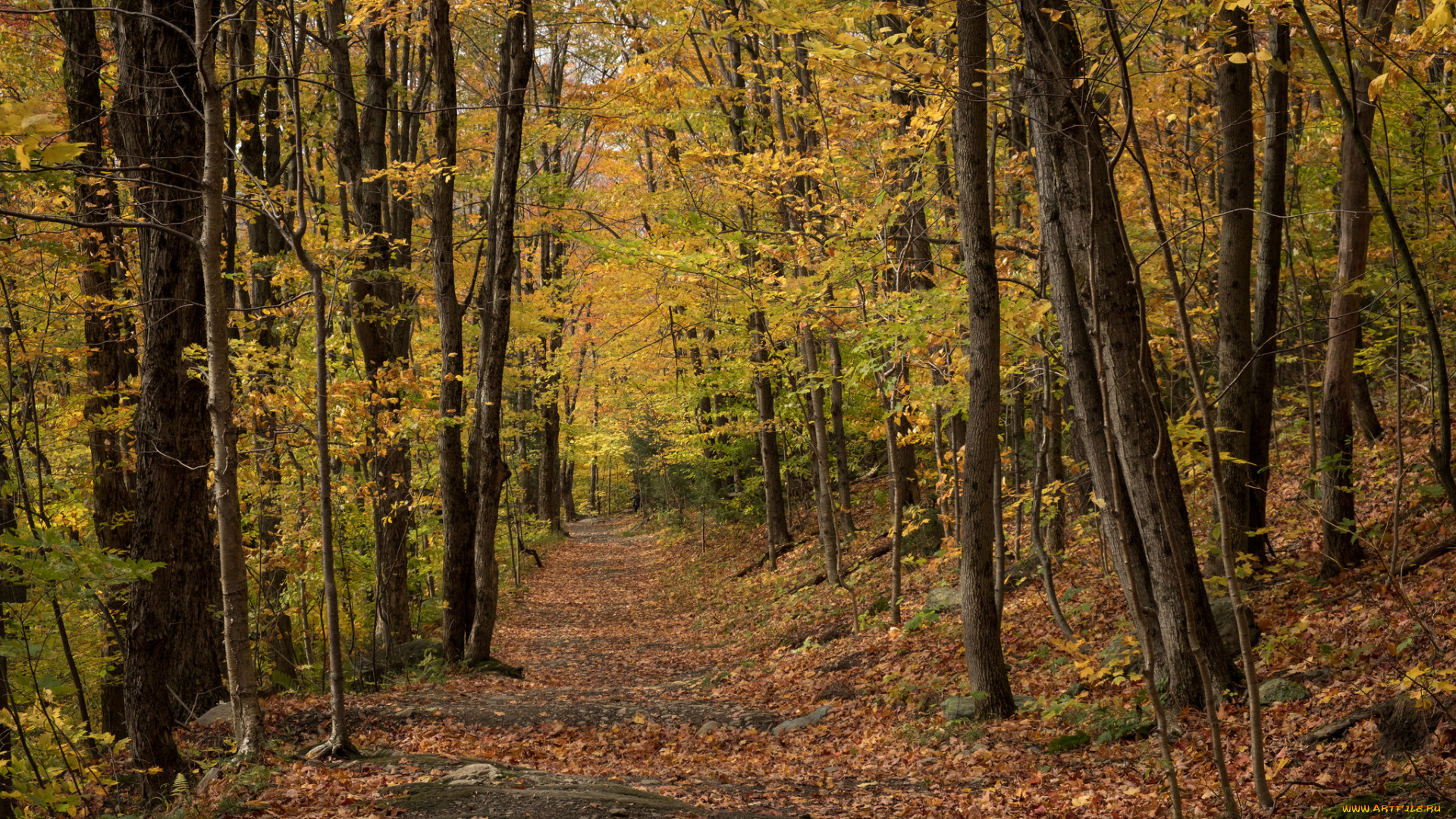 природа, лес, простор
