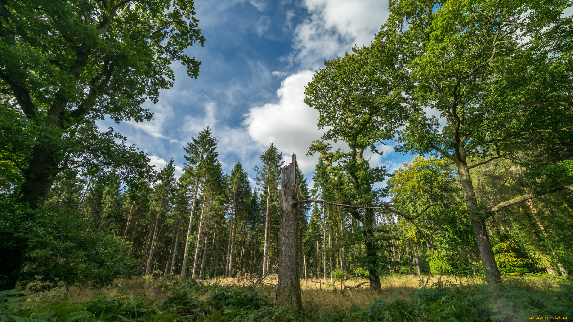 природа, лес, простор