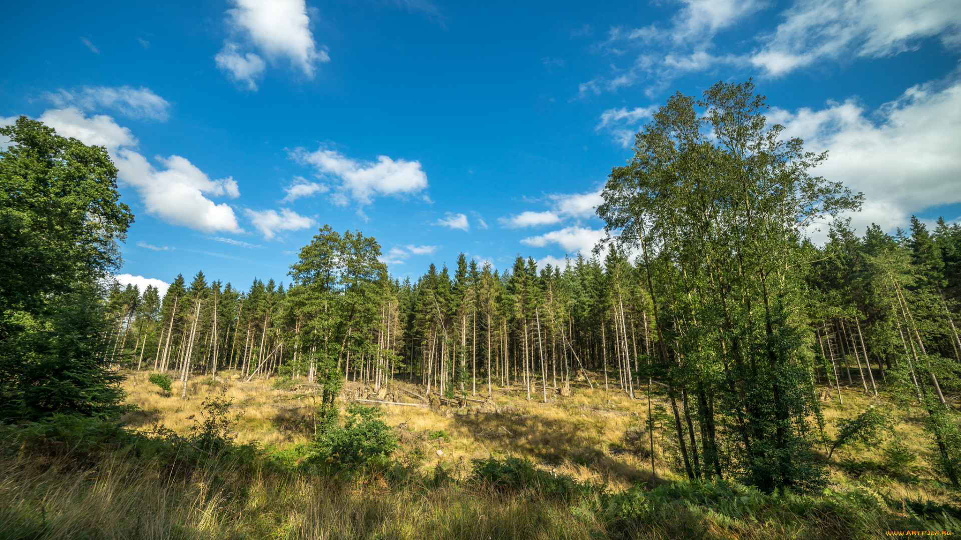 природа, лес, простор