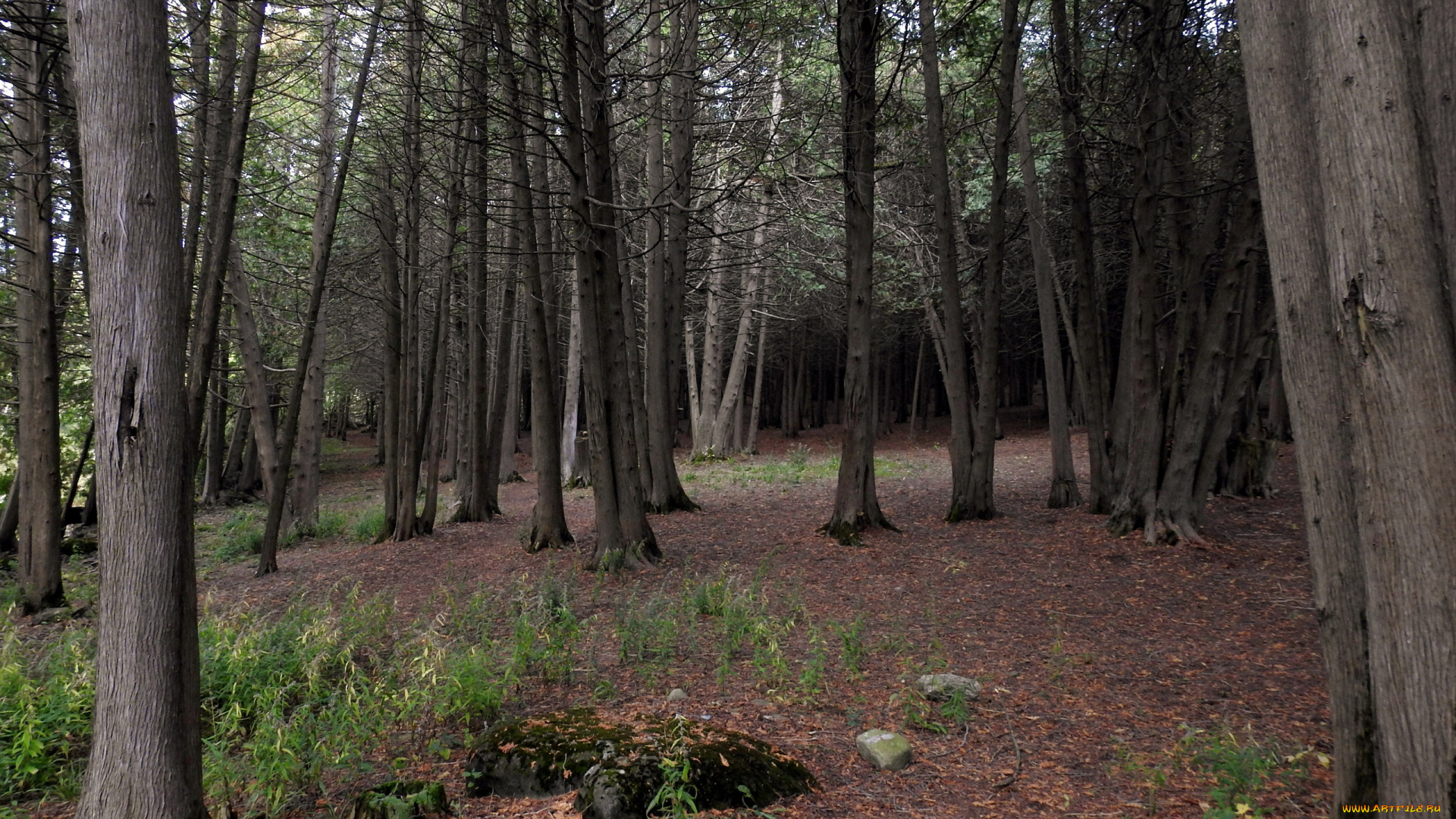 природа, лес, сосны